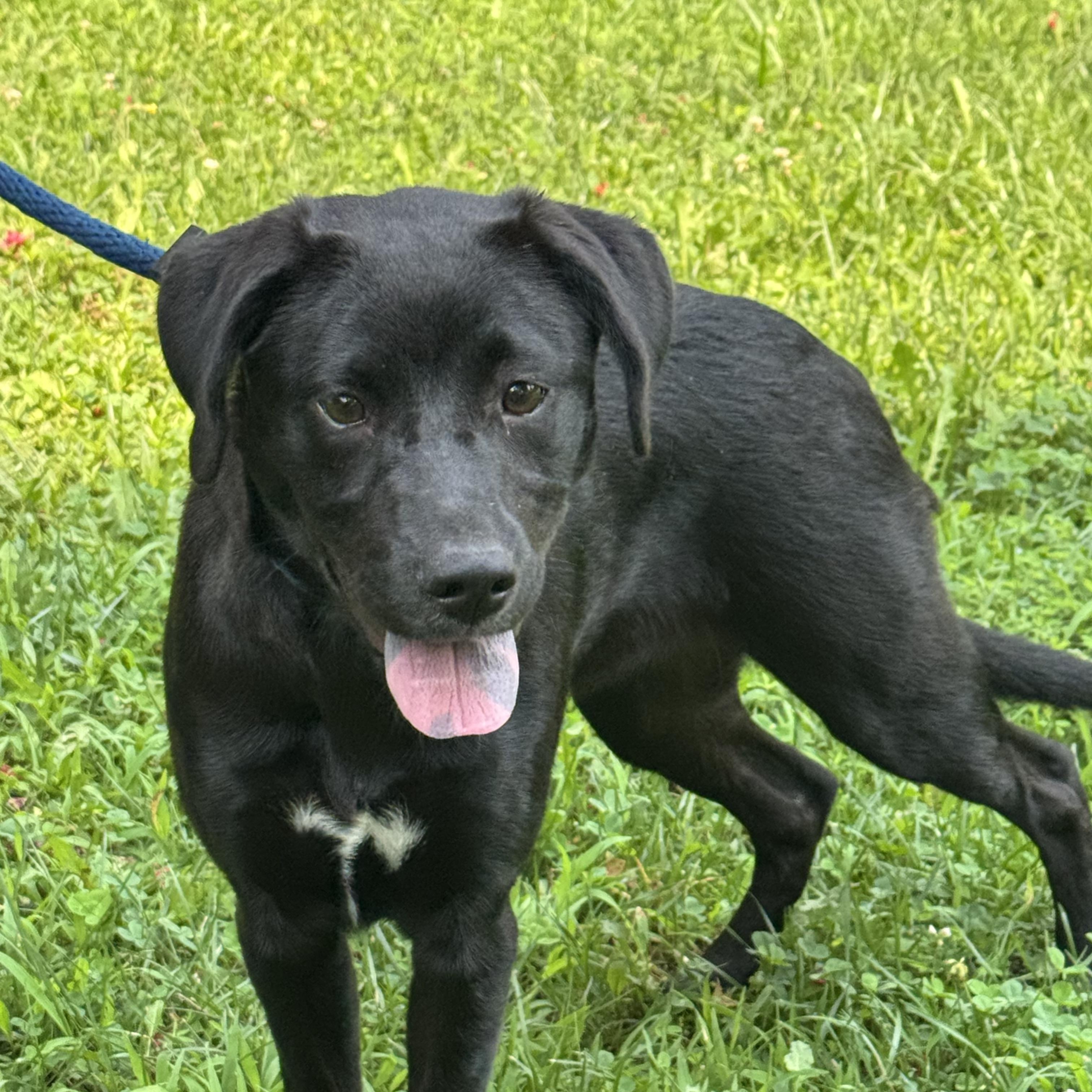 Joy Rider, a ADOPTABLE mixed breed in Richmond, VA image 6/6