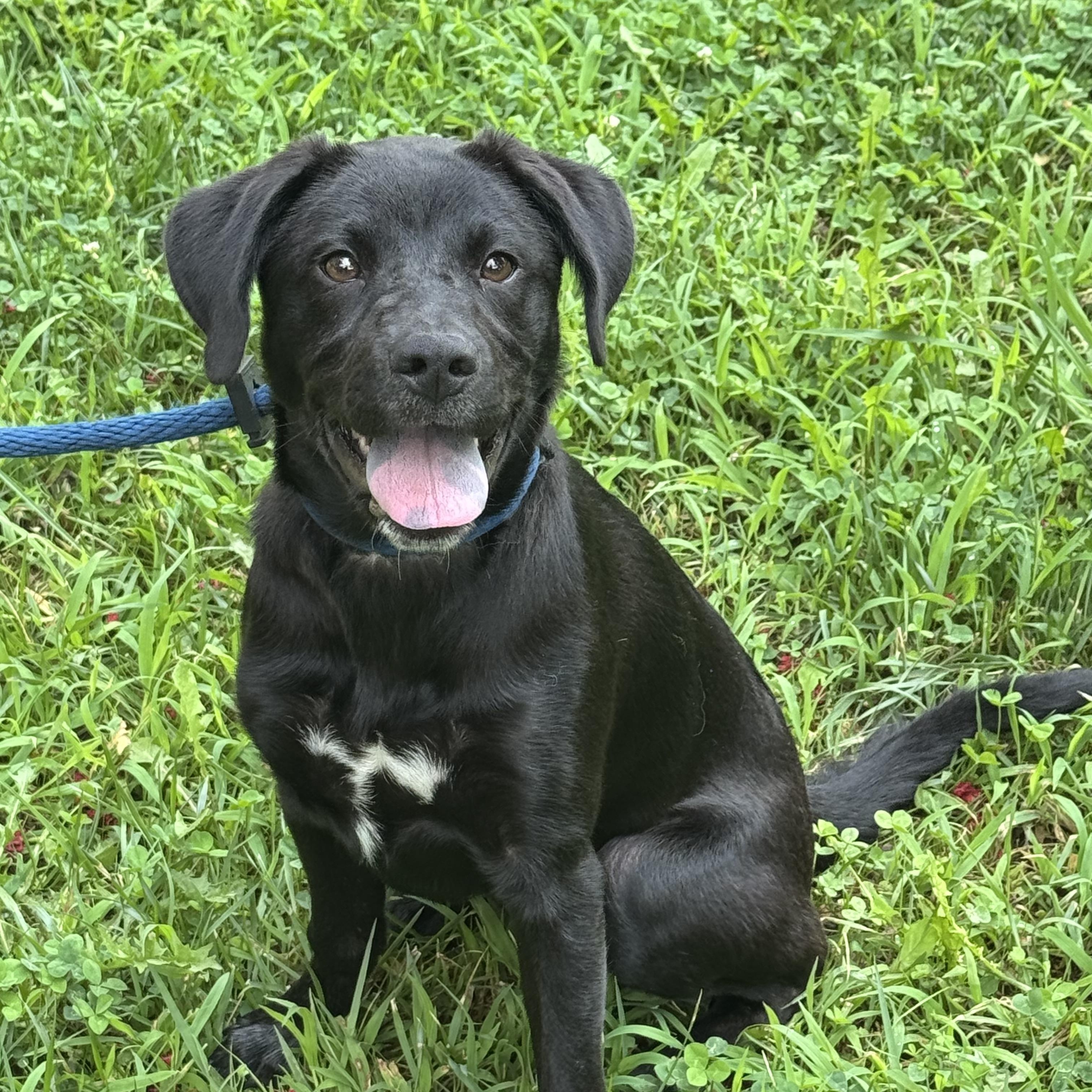Joy Rider, a ADOPTABLE mixed breed in Richmond, VA image 2/6