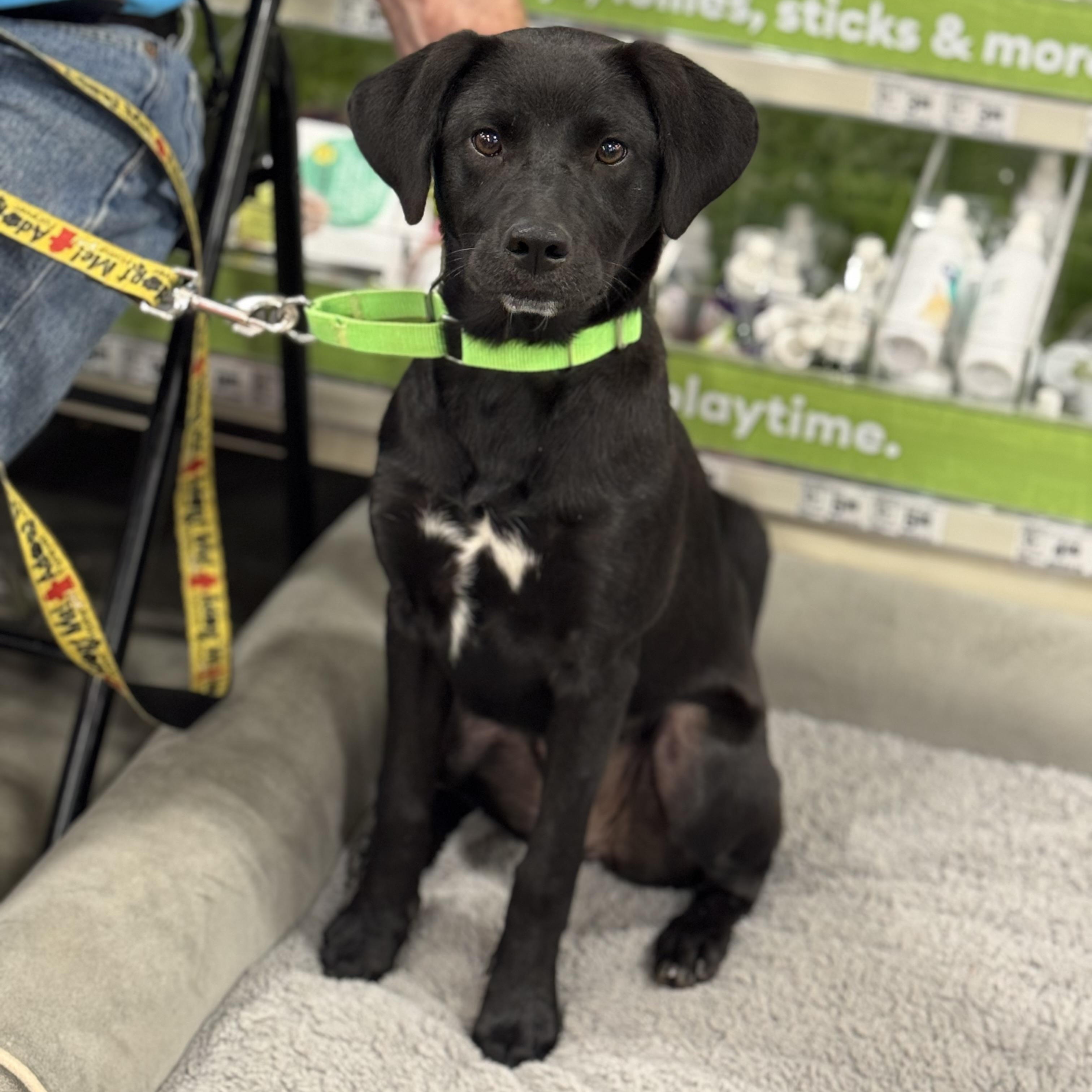 Joy Rider, a ADOPTABLE mixed breed in Richmond, VA image 1/6