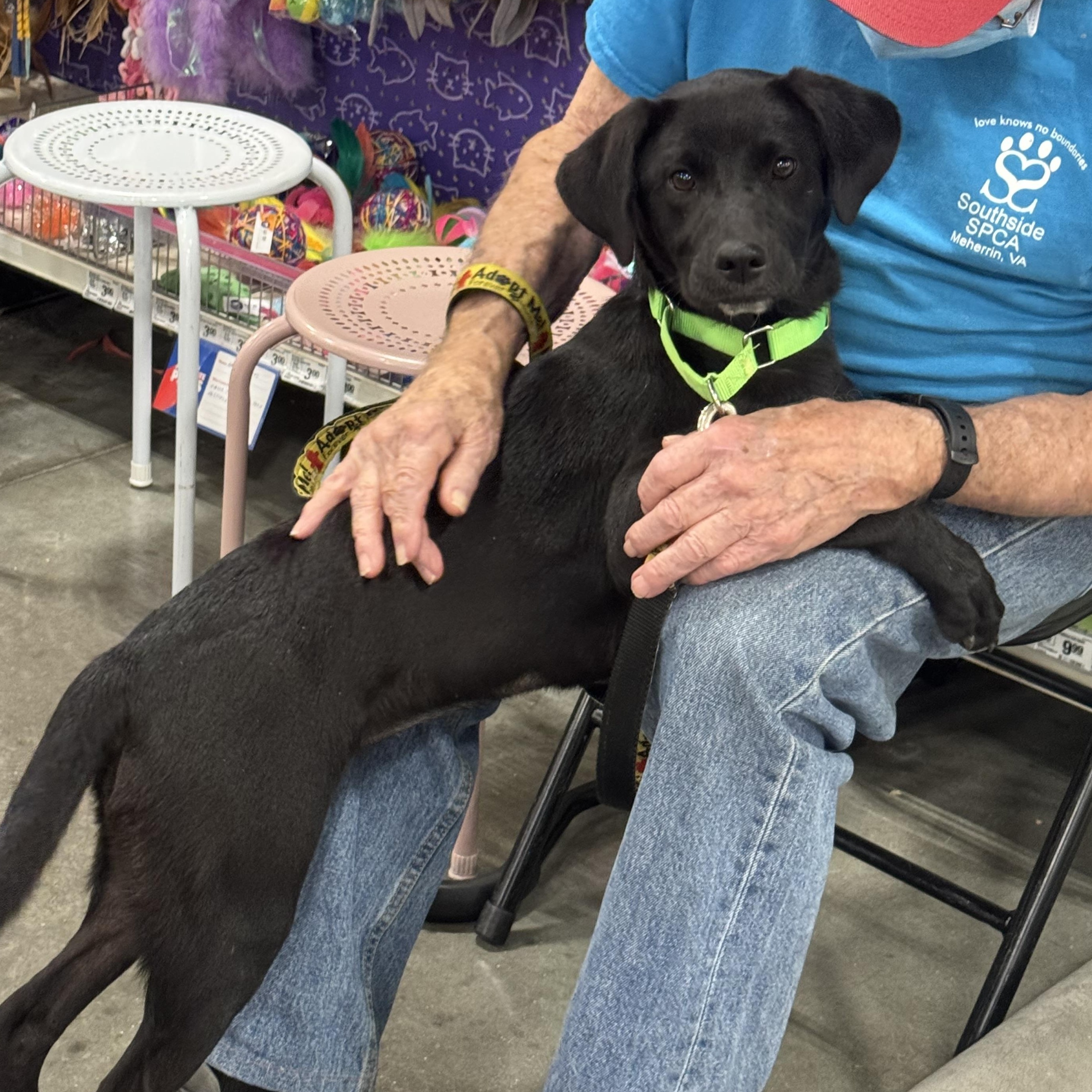 Joy Rider, a ADOPTABLE mixed breed in Richmond, VA image 4/6