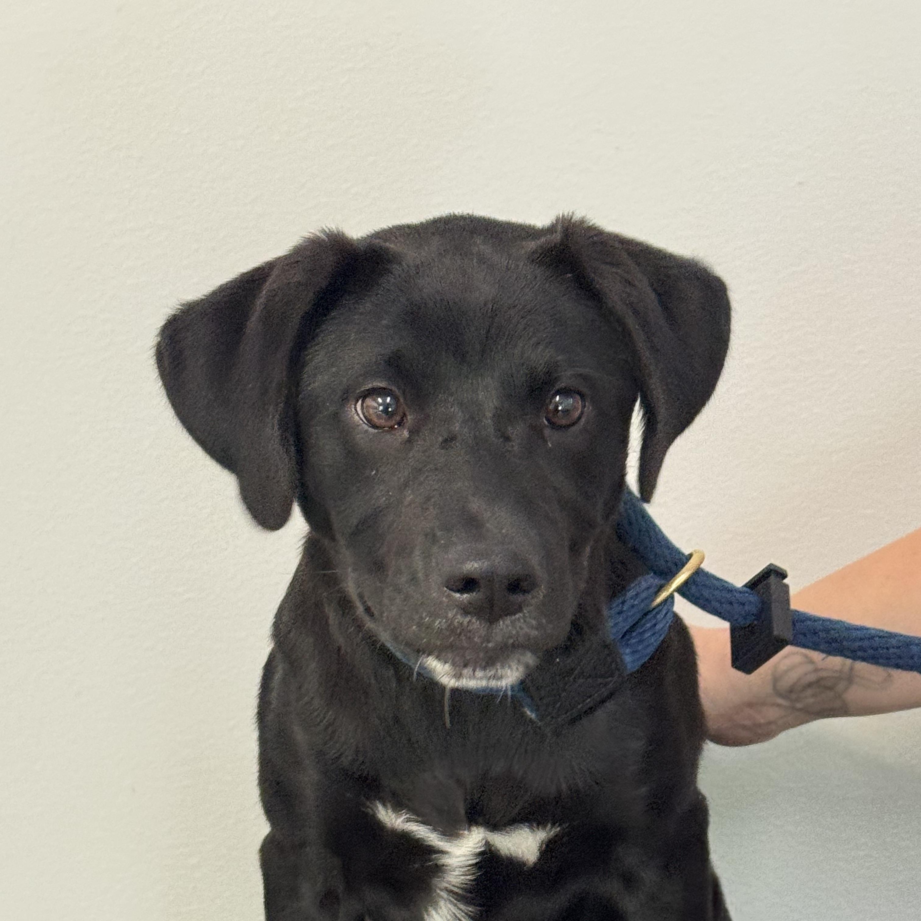 Joy Rider, a ADOPTABLE mixed breed in Richmond, VA image 3/6