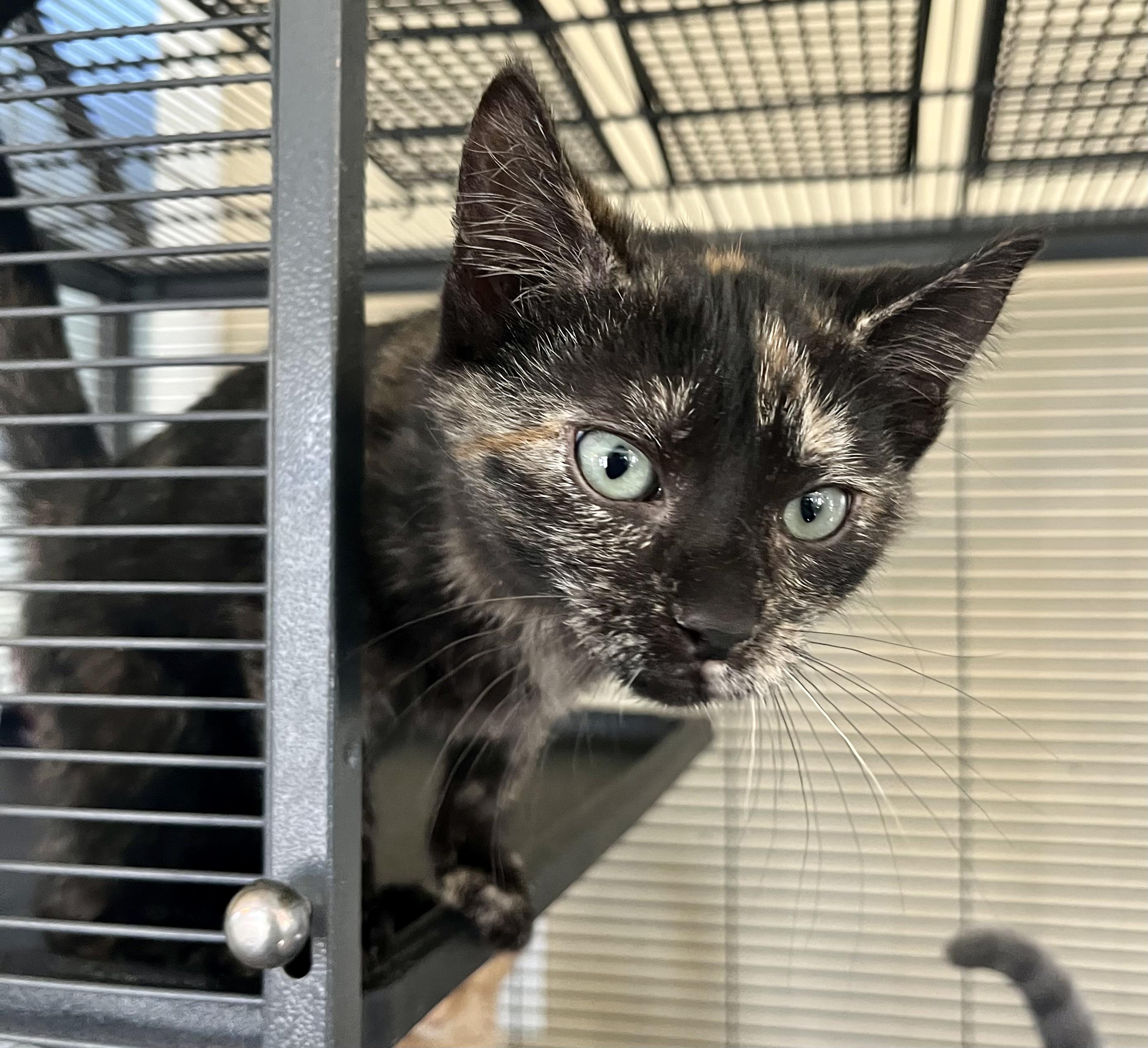 Chatty Kathy thumbnail 2