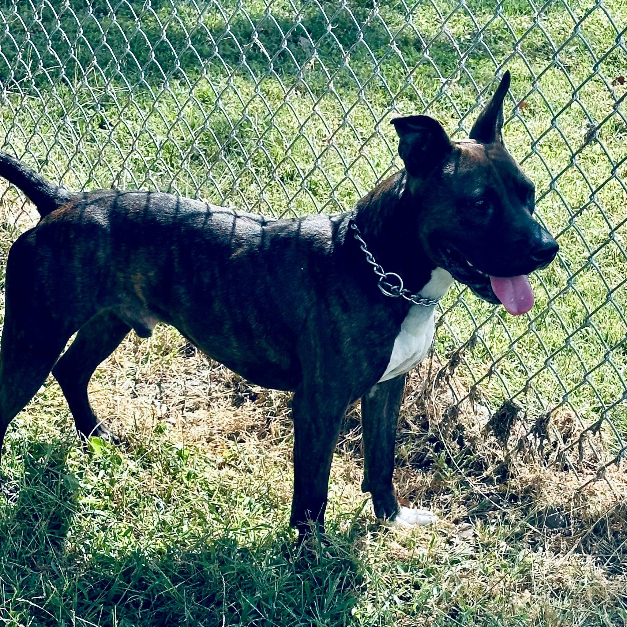 Bruno (Obedience Trained), an adoptable Pit Bull Terrier in Maryville, MO, 64468 | Photo Image 5