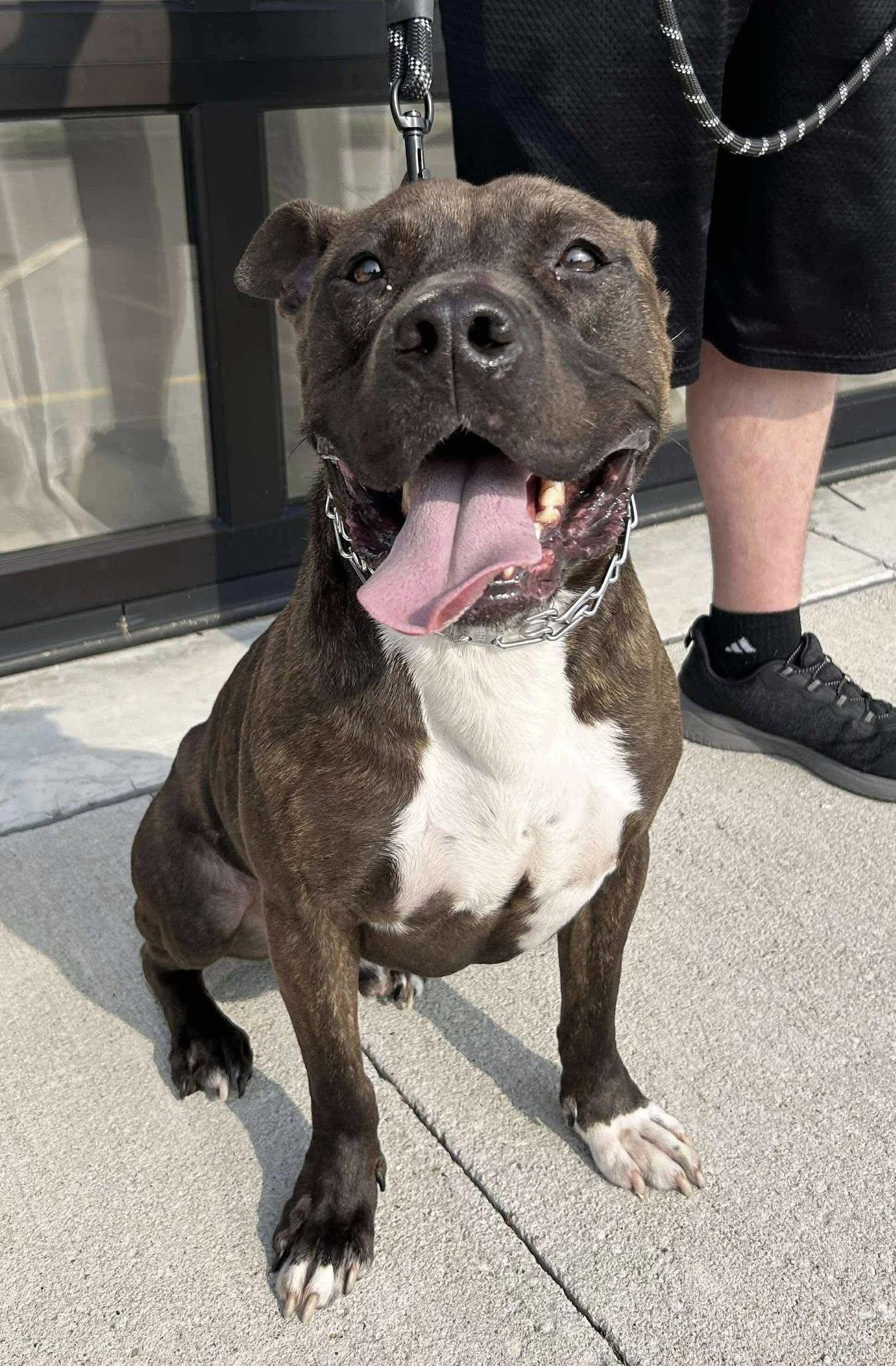Bruno (Obedience Trained), an adoptable Pit Bull Terrier in Maryville, MO, 64468 | Photo Image 1