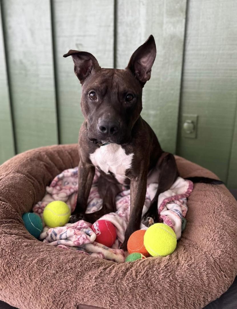 Bruno (Obedience Trained), an adoptable Pit Bull Terrier in Maryville, MO, 64468 | Photo Image 2