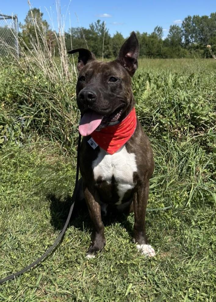 Bruno (Obedience Trained), an adoptable Pit Bull Terrier in Maryville, MO, 64468 | Photo Image 1