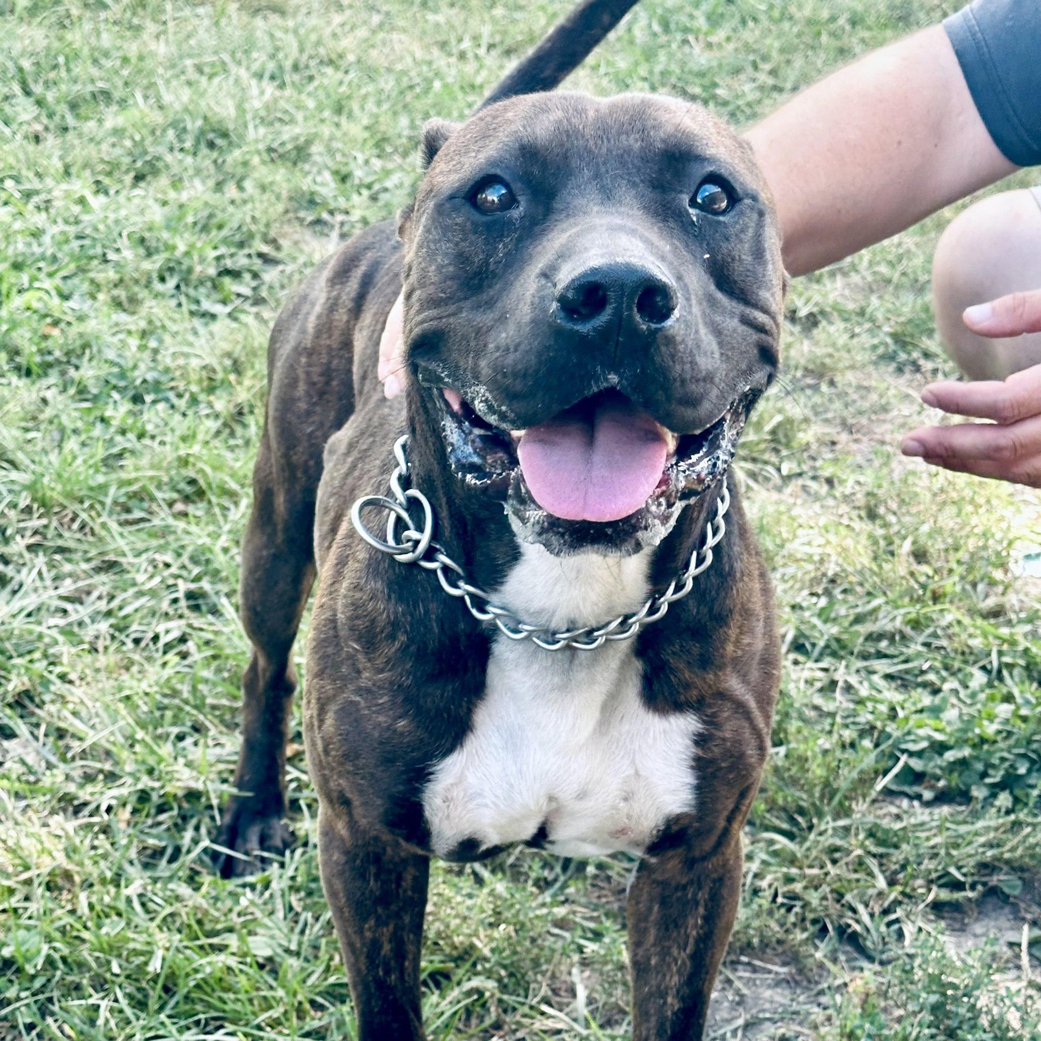 Bruno (Obedience Trained), an adoptable Pit Bull Terrier in Maryville, MO, 64468 | Photo Image 4