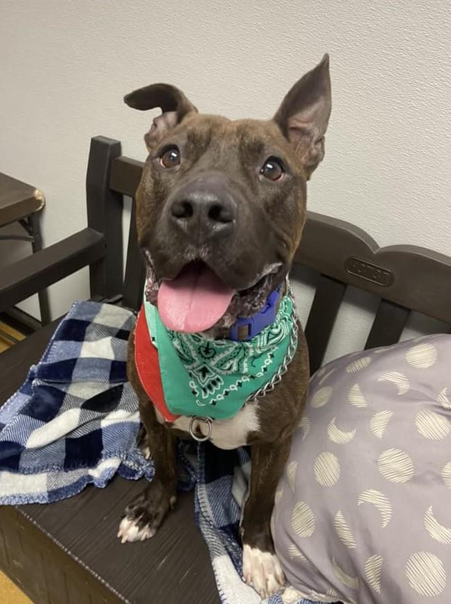 Bruno (Obedience Trained), an adoptable Pit Bull Terrier in Maryville, MO, 64468 | Photo Image 3