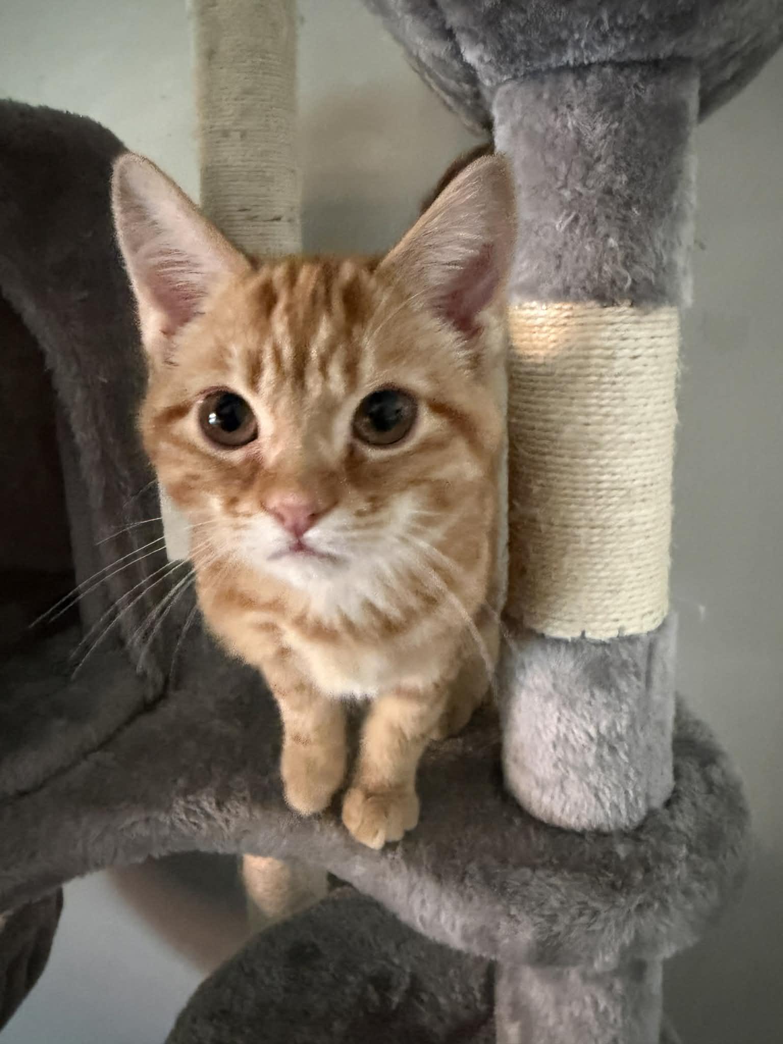 Enlarge Ginger Snap, an adopted Domestic Short Hair in Indianapolis, IN image 1/6