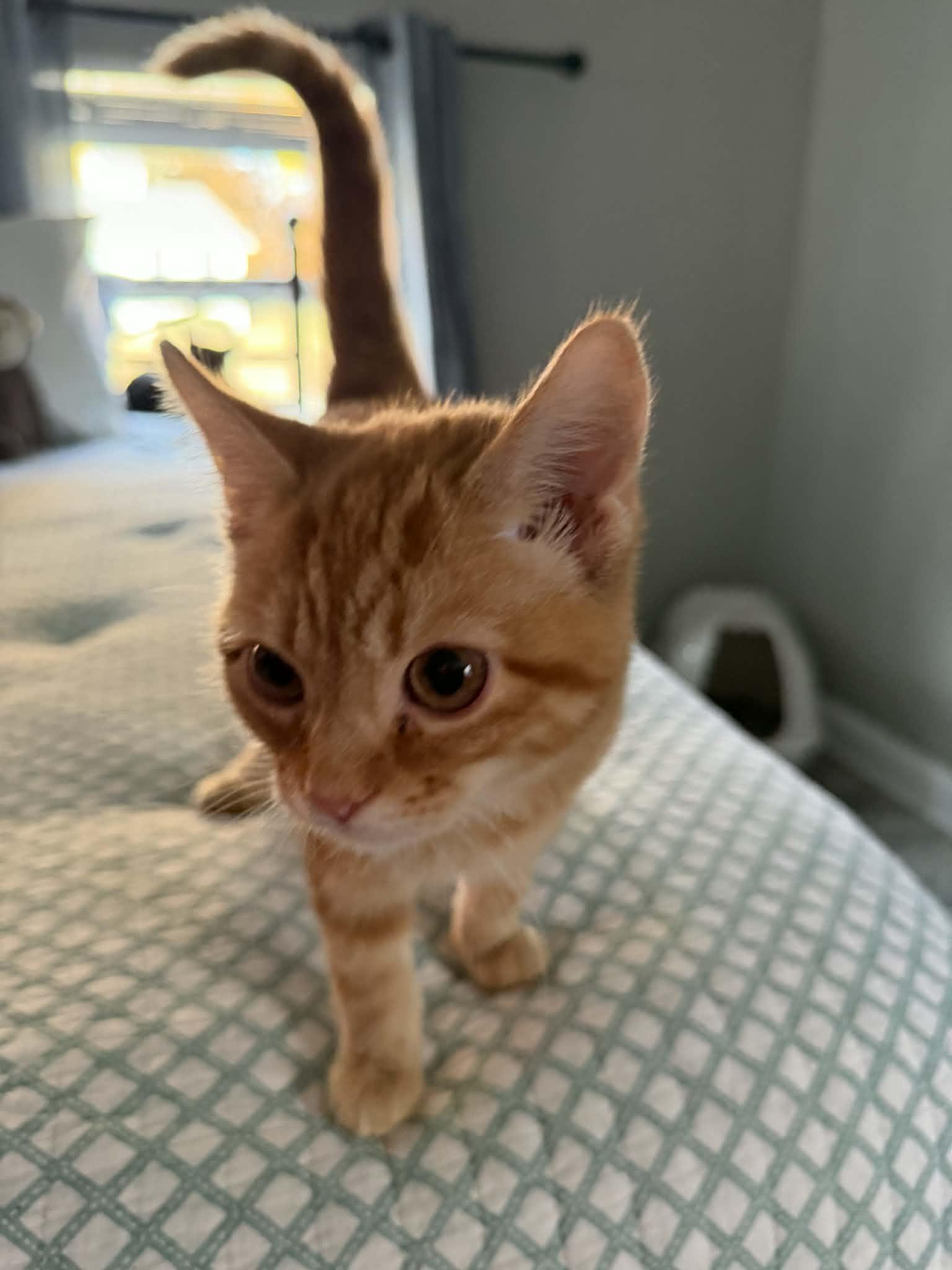 Enlarge Ginger Snap, an adopted Domestic Short Hair in Indianapolis, IN image 5/6