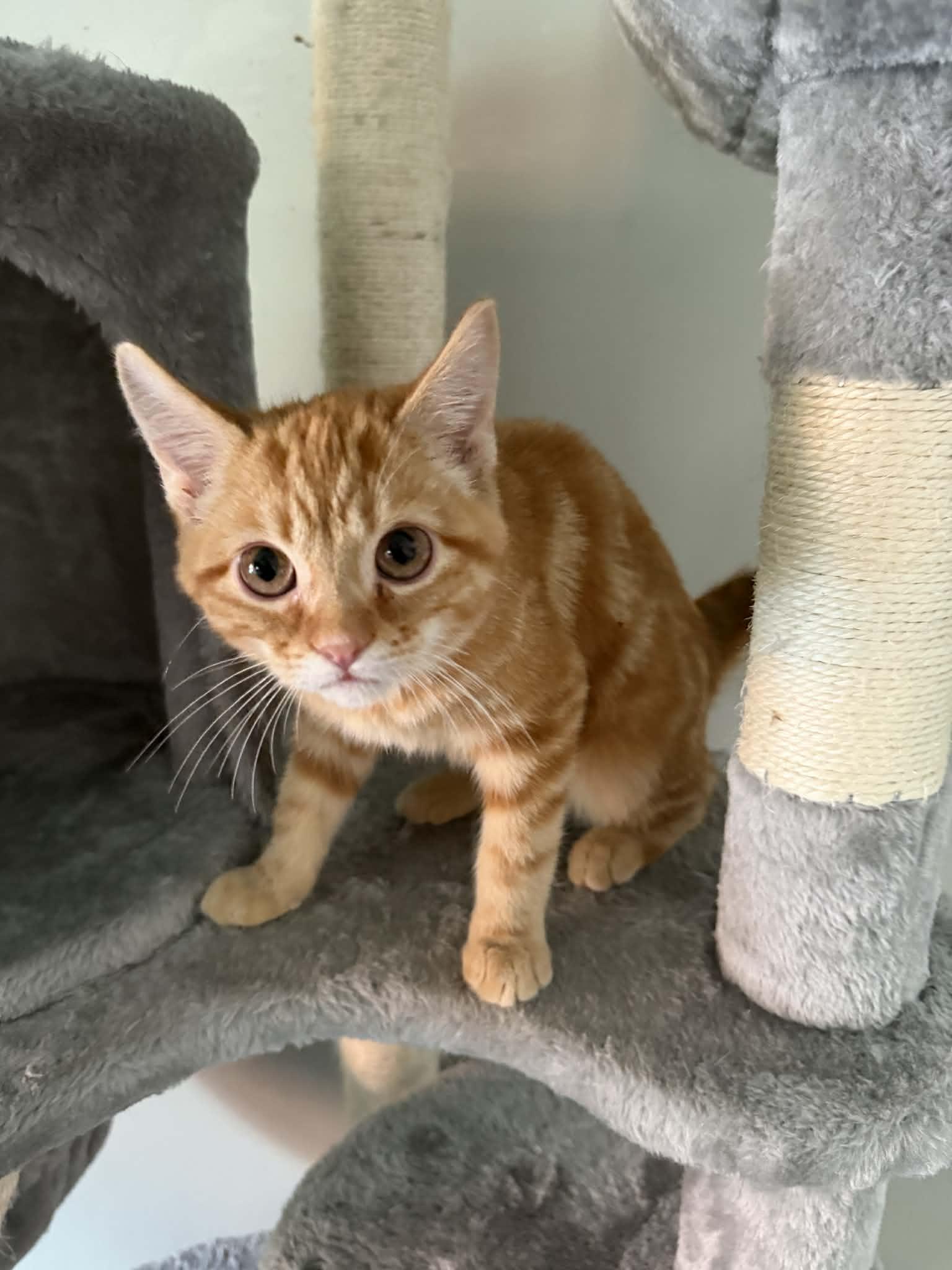 Enlarge Ginger Snap, an adopted Domestic Short Hair in Indianapolis, IN image 6/6