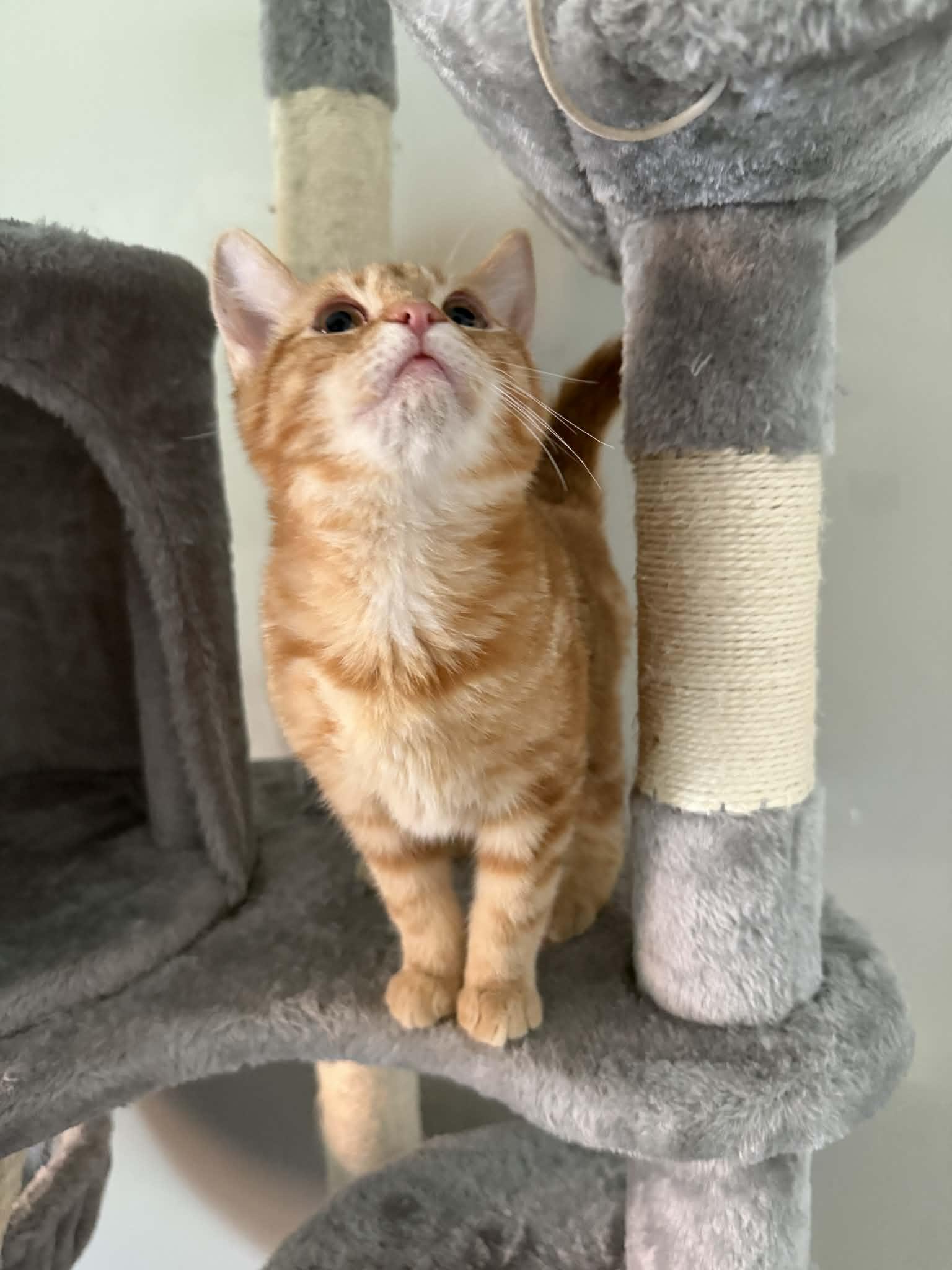 Enlarge Ginger Snap, an adopted Domestic Short Hair in Indianapolis, IN image 2/6