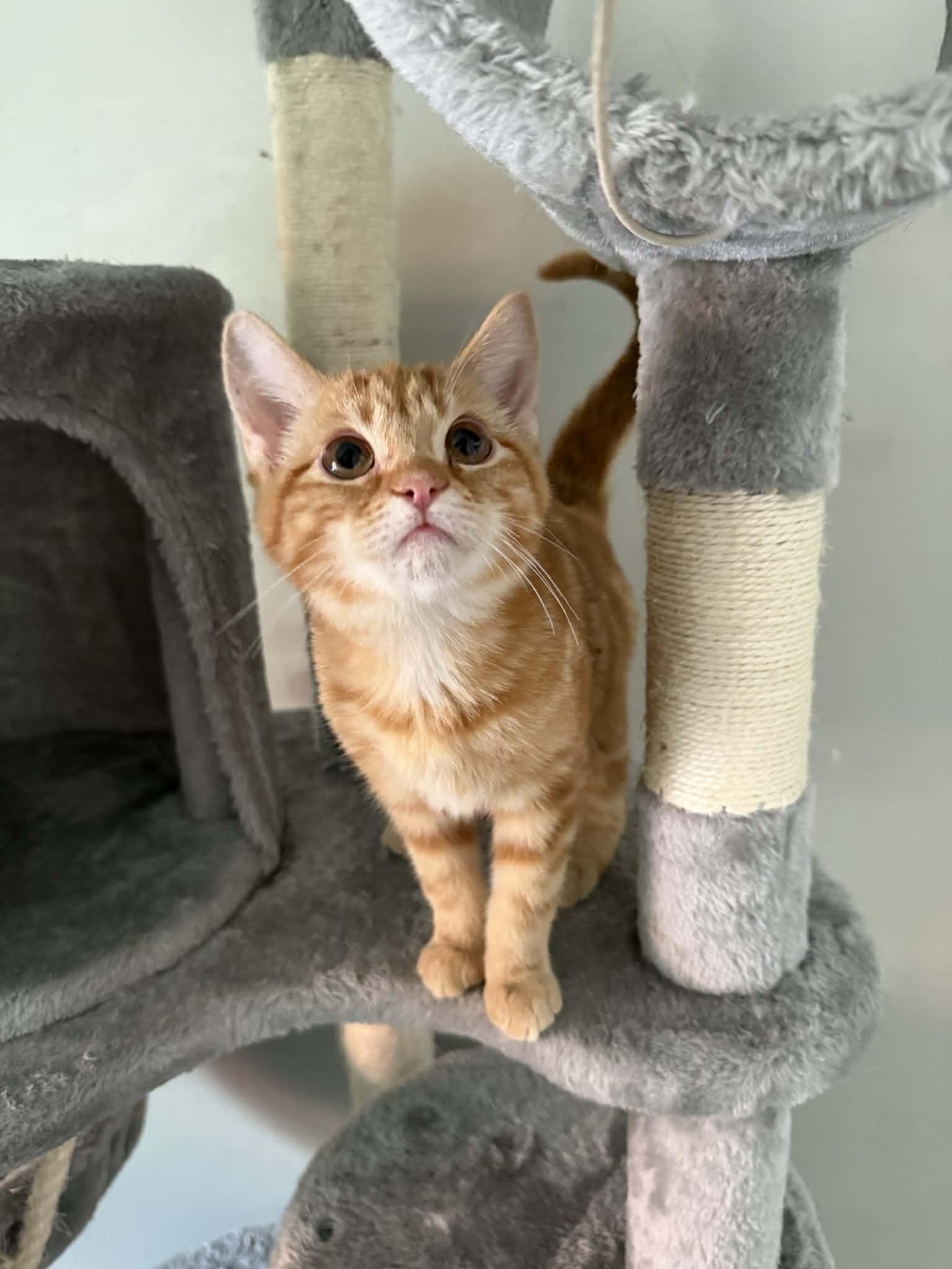 Enlarge Ginger Snap, an adopted Domestic Short Hair in Indianapolis, IN image 3/6