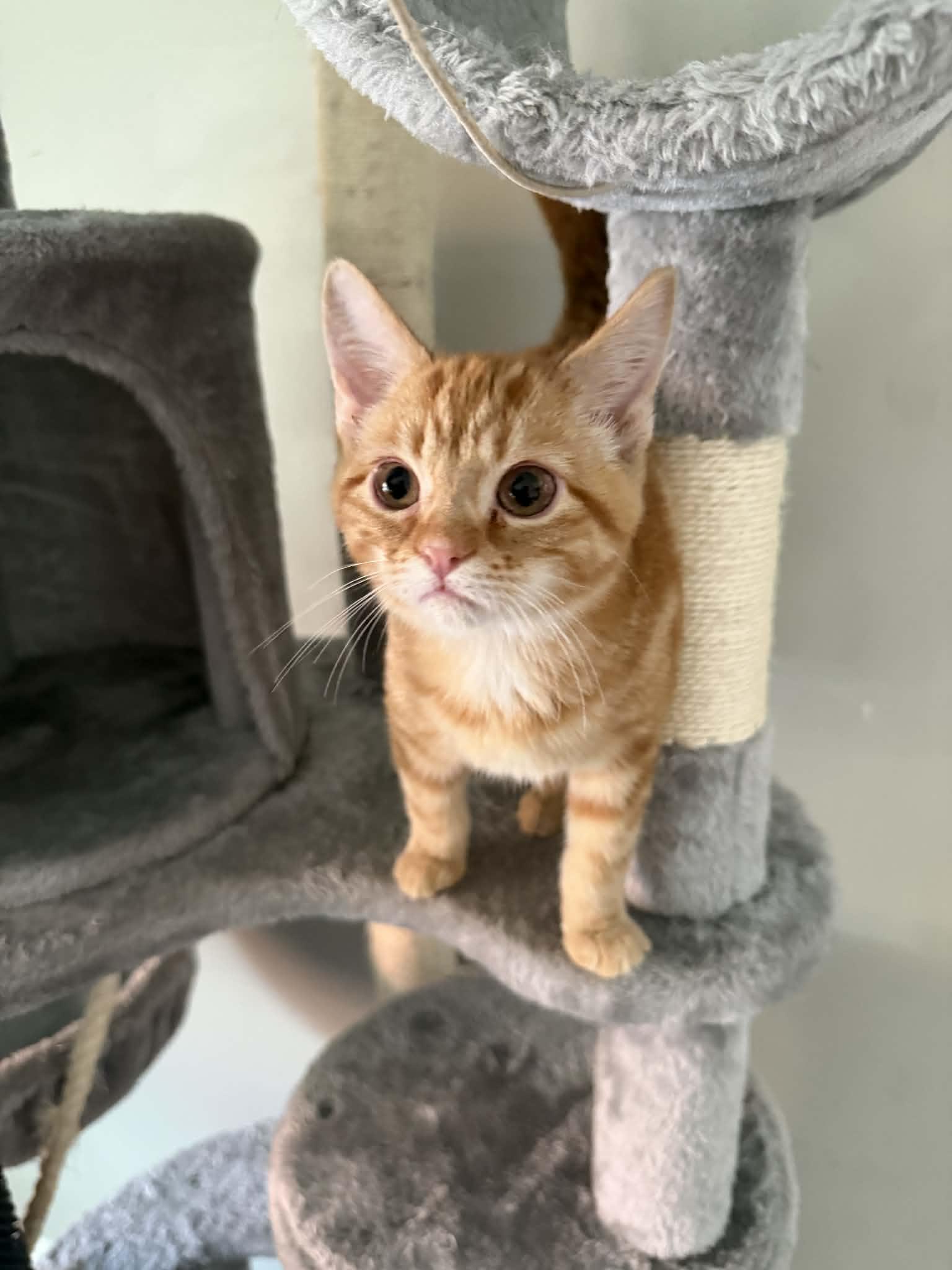 Enlarge Ginger Snap, an adopted Domestic Short Hair in Indianapolis, IN image 4/6