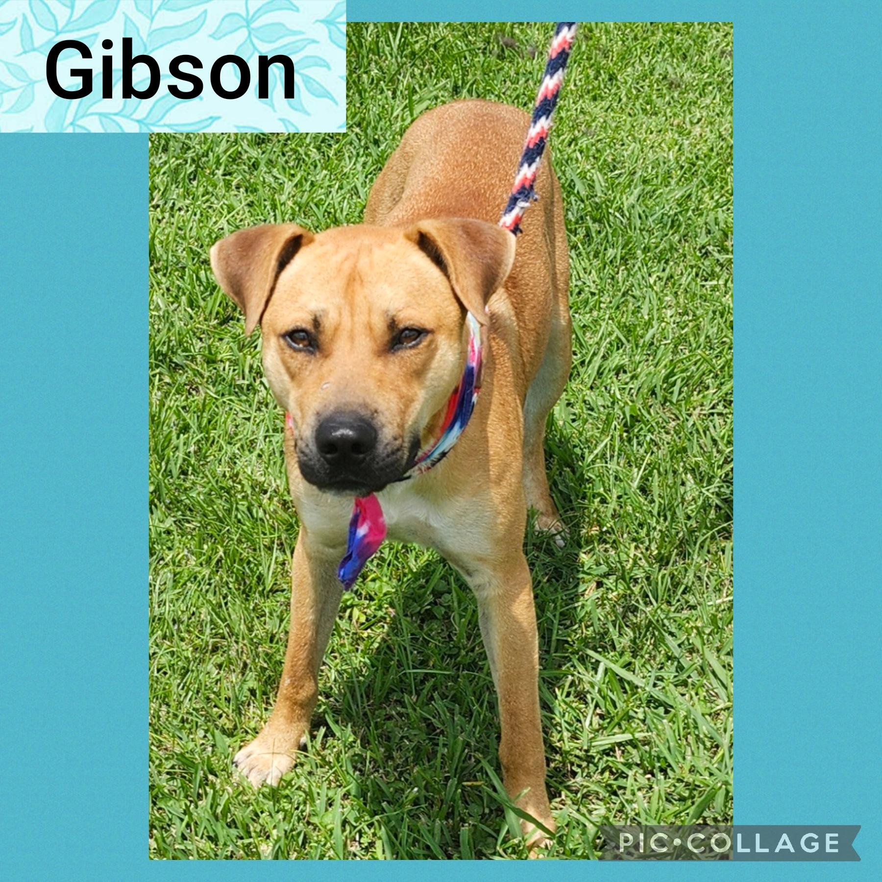Gibson, Adult Male Mixed Breed