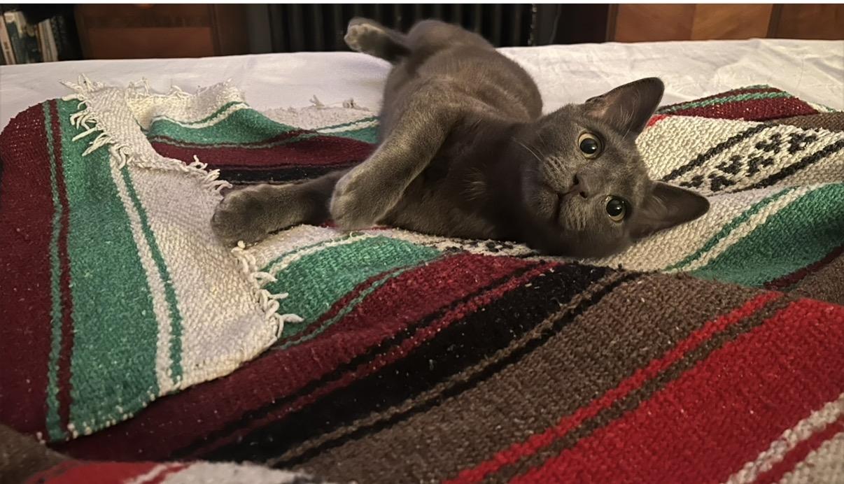 Earl Gray, Adoptable, Young Male Domestic Short Hair.