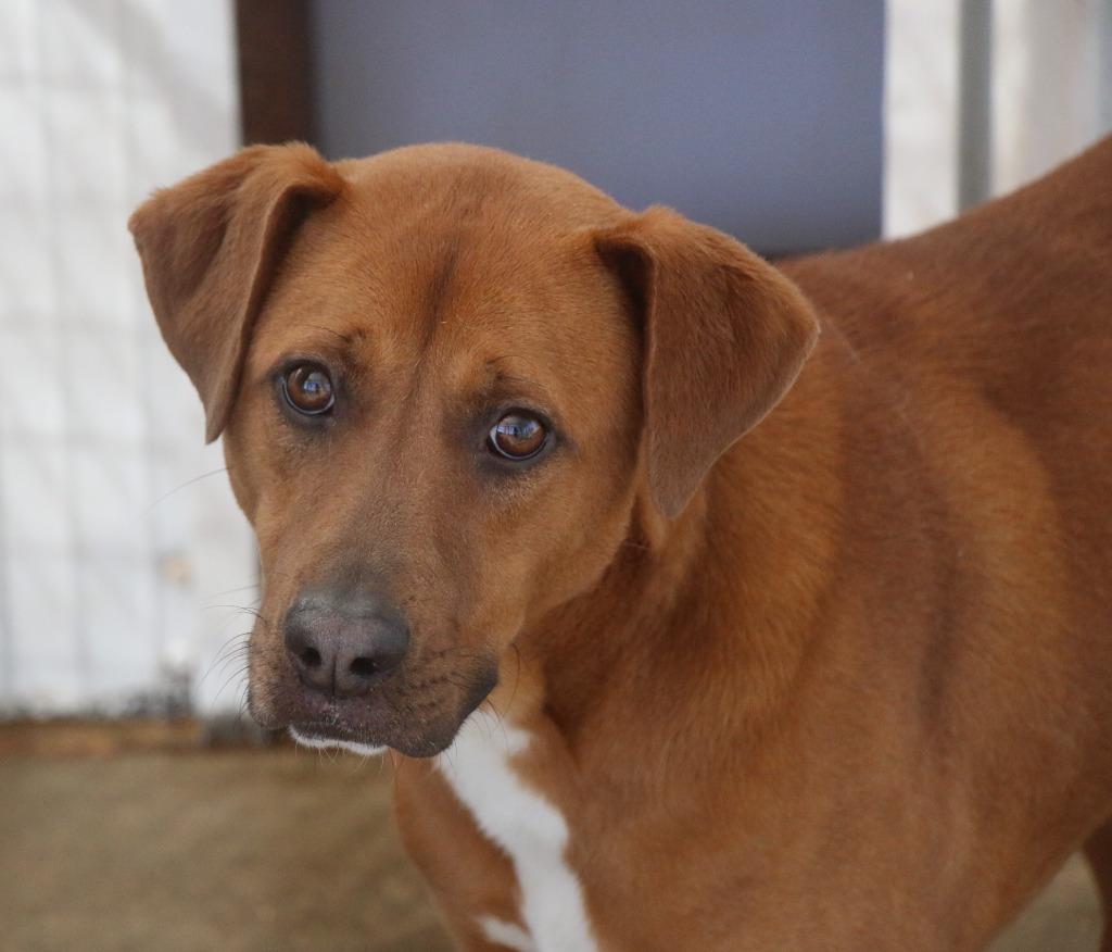Boone 26, Adoptable, Young Male Hound.