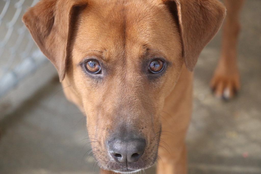 Enlarge Boone 26, a Adoptable mixed breed in Brookhaven, MS image 2/4