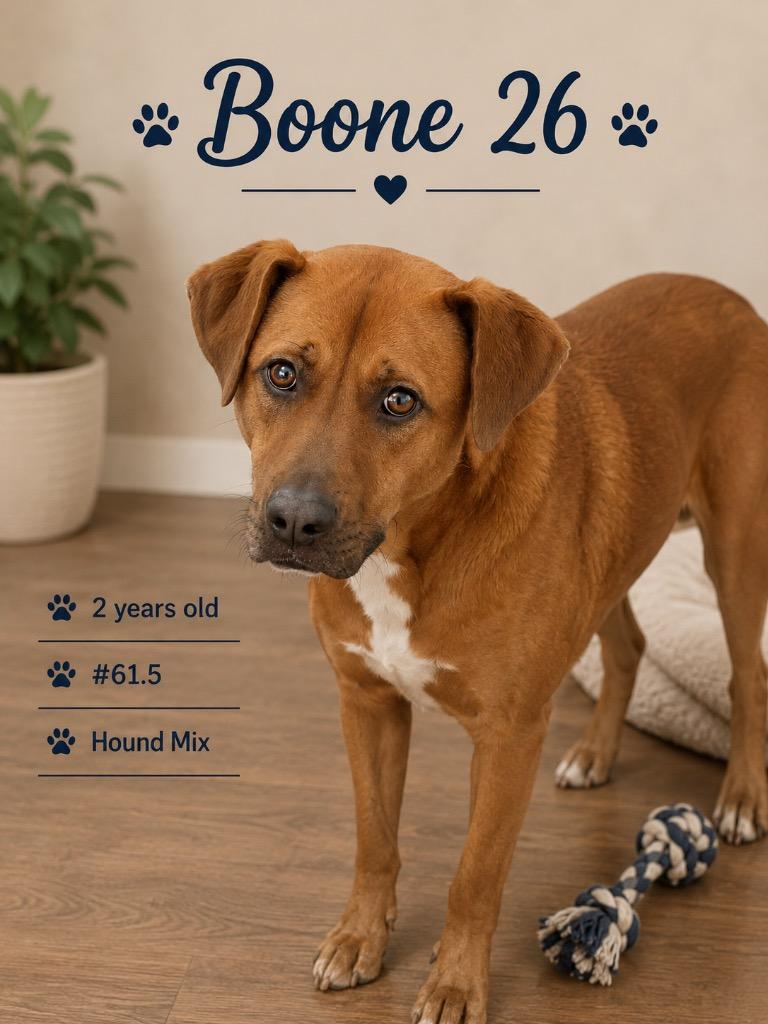 Enlarge Boone 26, a Adoptable mixed breed in Brookhaven, MS image 4/5