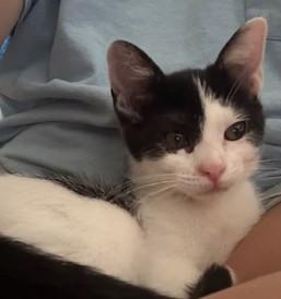 Enlarge Oreo, a ADOPTABLE Domestic Short Hair in Schertz, TX image 2/2