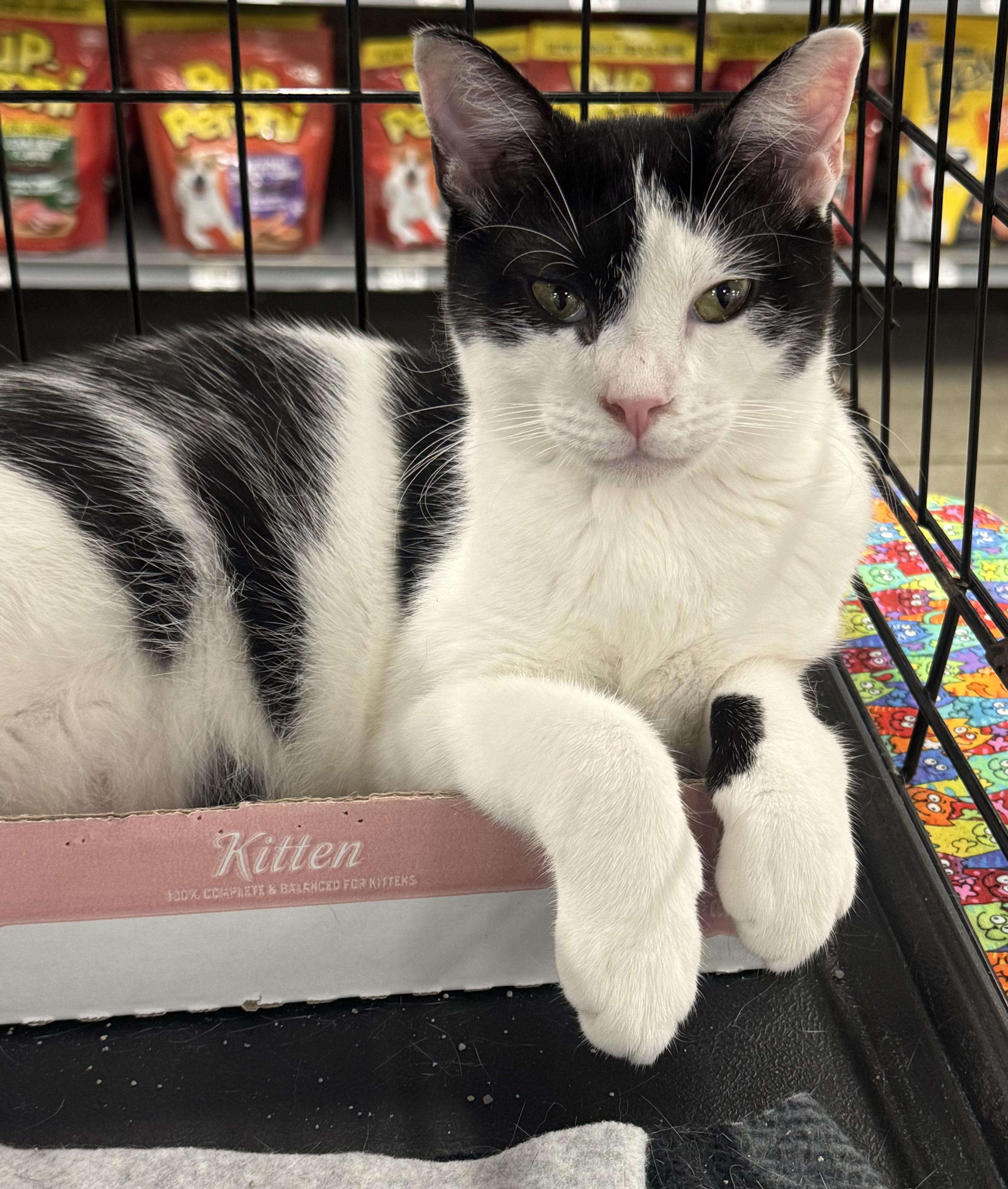 Oreo, Adopted, Kitten Male Domestic Short Hair.