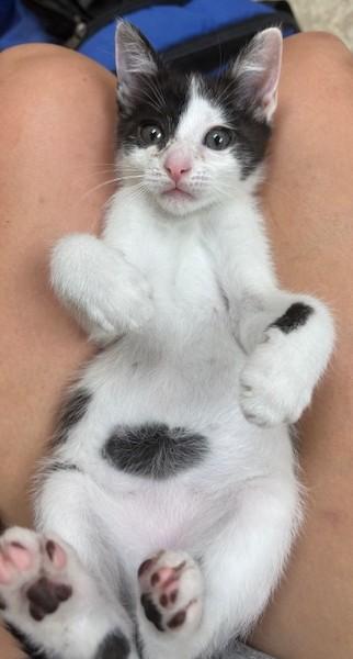 Oreo, ADOPTABLE, Kitten Female Domestic Short Hair.