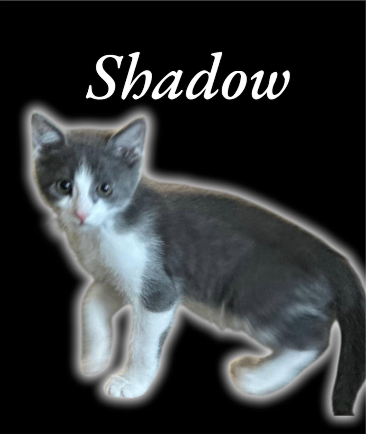 Shadow Domestic Short Hair Cat