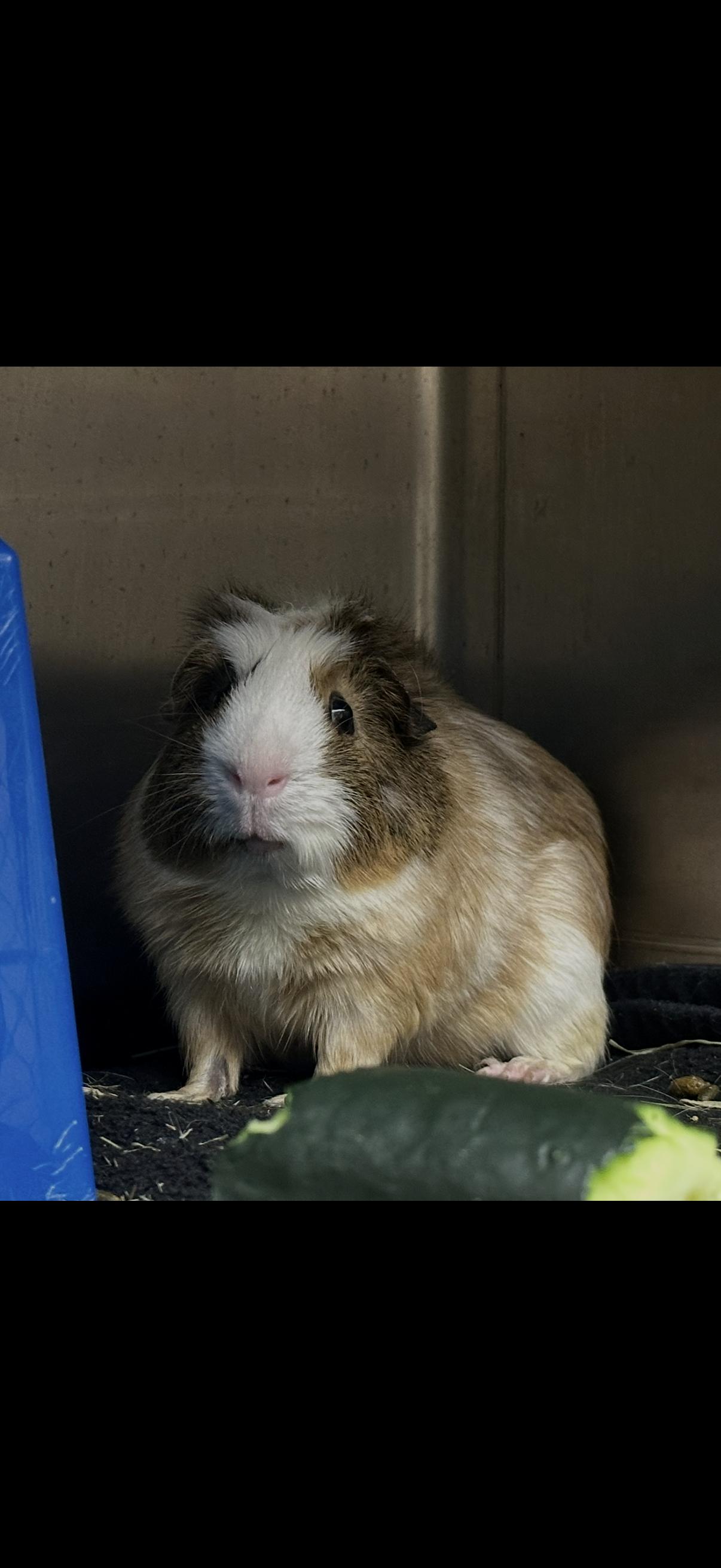 Saturn, adopted, Young Male Guinea Pig.