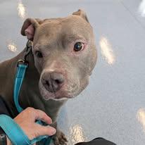 Sky, a ADOPTABLE American Staffordshire Terrier in Ontario, NY image 3/3