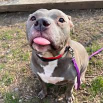 Sky, a ADOPTABLE American Staffordshire Terrier in Ontario, NY image 2/3