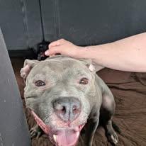 Sky, a ADOPTABLE American Staffordshire Terrier in Ontario, NY image 1/3