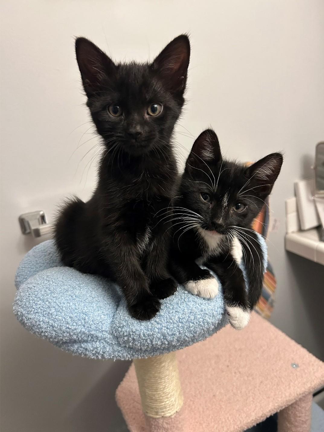 Po Boy, Fischer and Belly, ADOPTABLE, Kitten Female Domestic Short Hair.