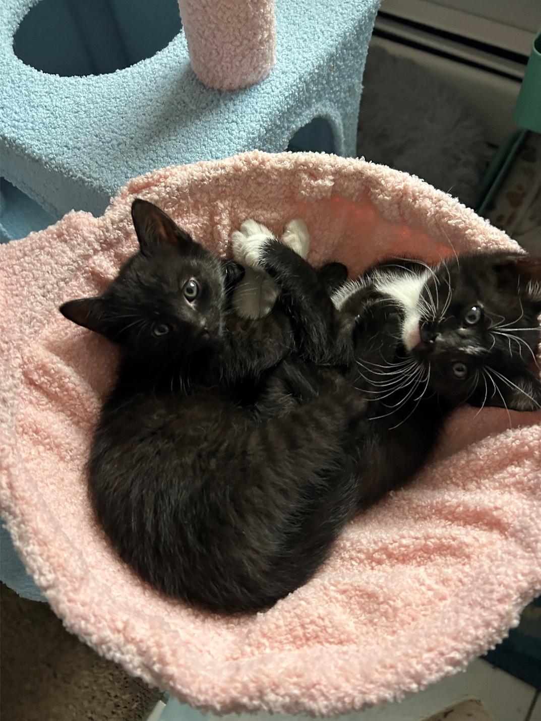 Po Boy, Fischer and Belly, a ADOPTABLE Domestic Short Hair in New Haven, CT image 2/3