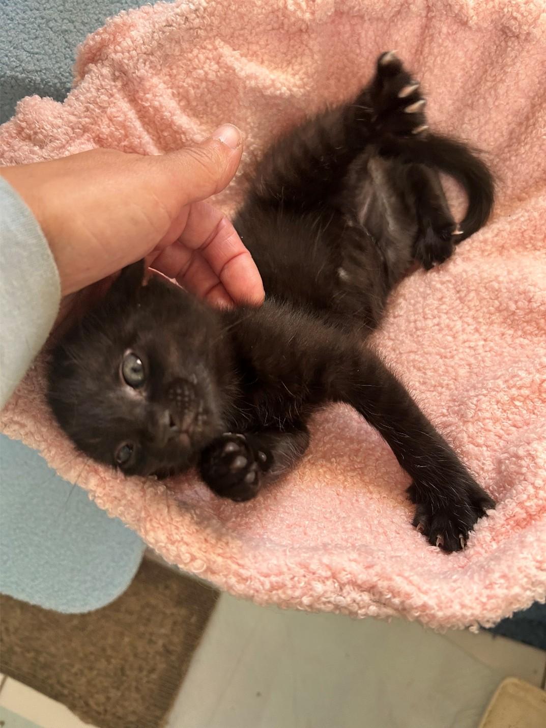 Po Boy, Fischer and Belly, a ADOPTABLE Domestic Short Hair in New Haven, CT image 3/3
