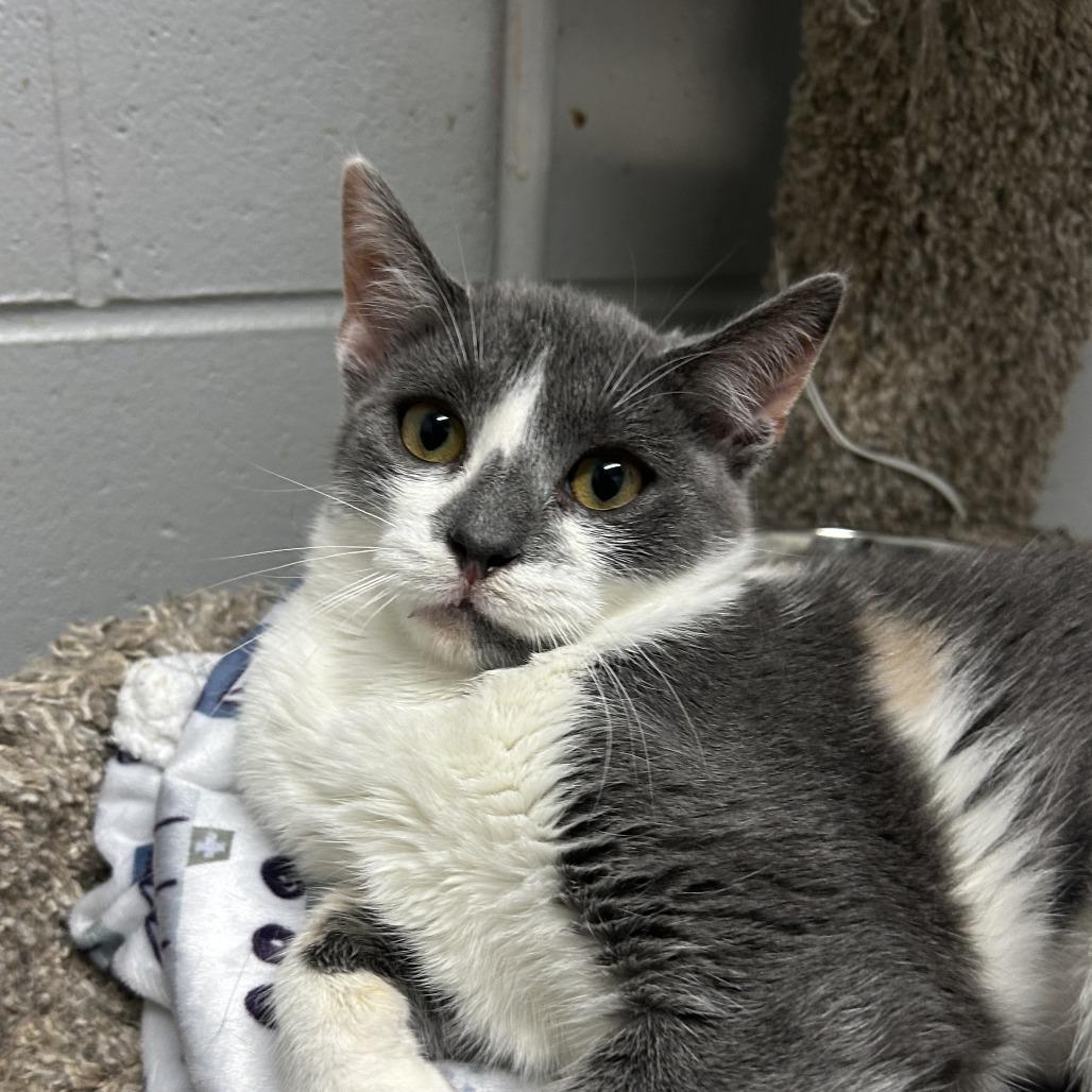 Minx, Adoptable, Young Female American Shorthair.