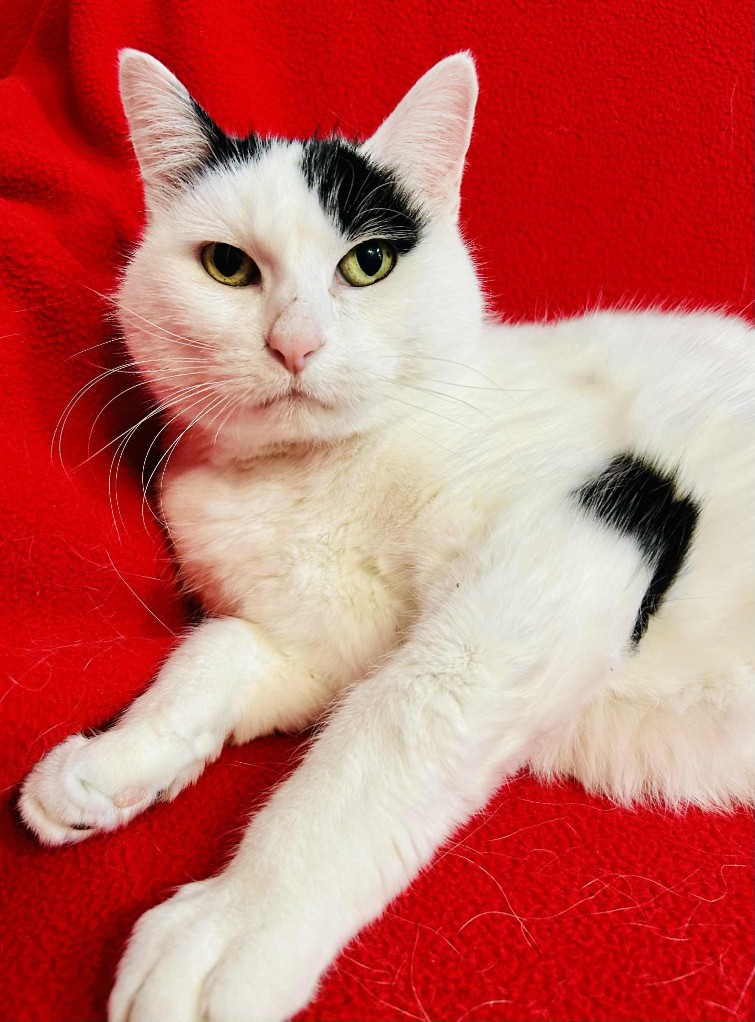 Scarlet, Adoptable, Adult Female Domestic Short Hair.