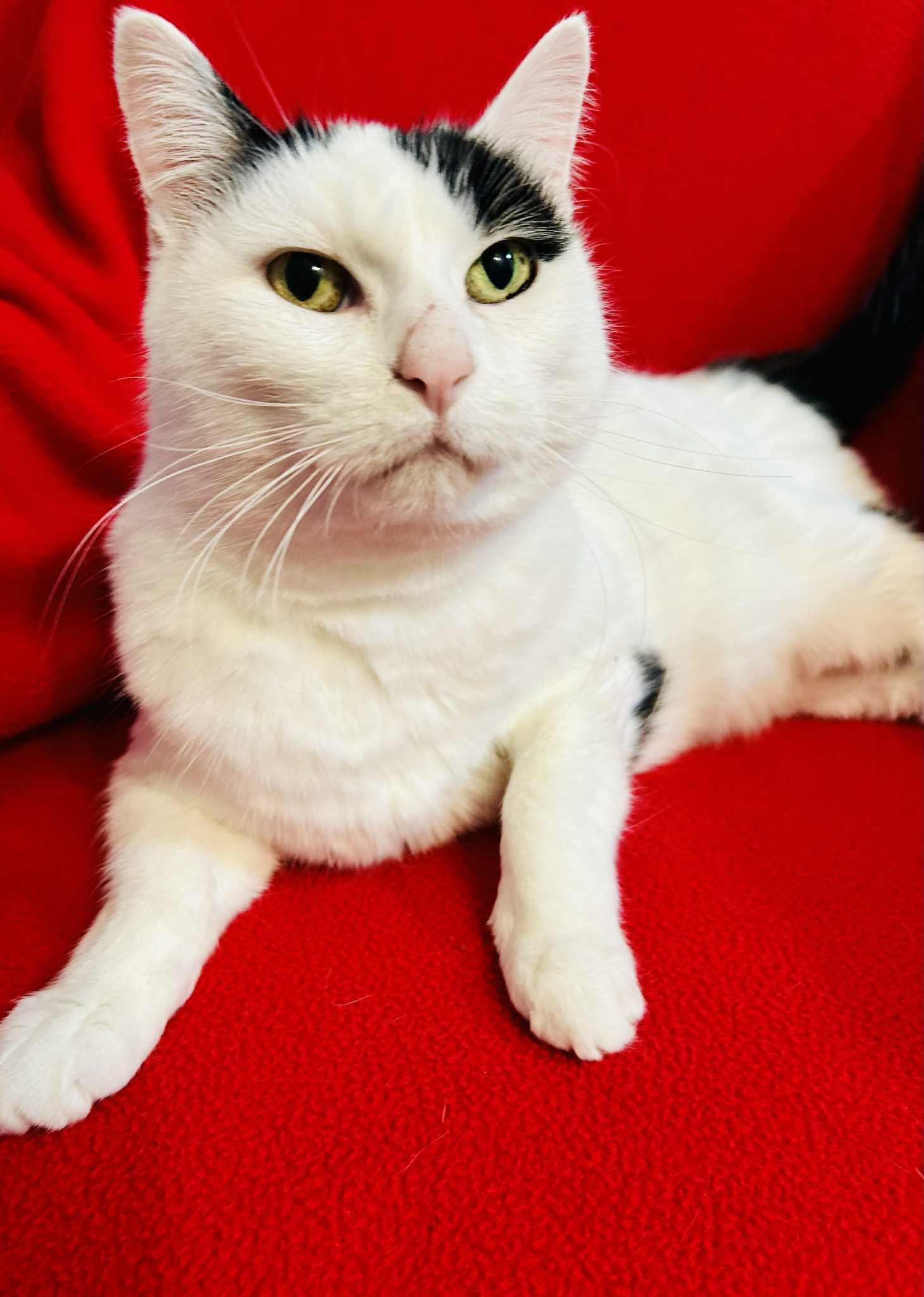Scarlet, a Adoptable Domestic Short Hair in Alexandria, MN image 2/3
