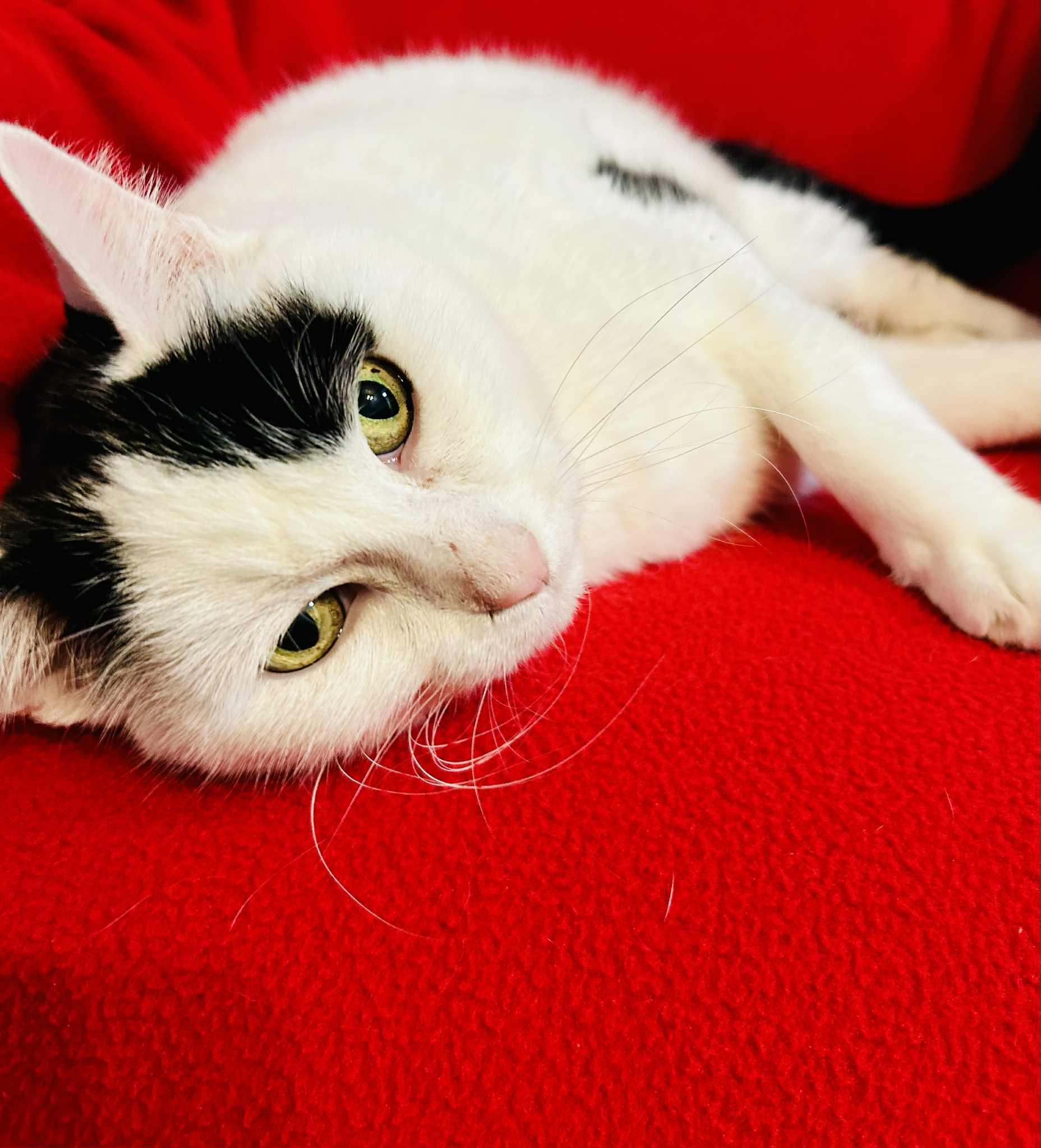 Scarlet, a Adoptable Domestic Short Hair in Alexandria, MN image 3/3