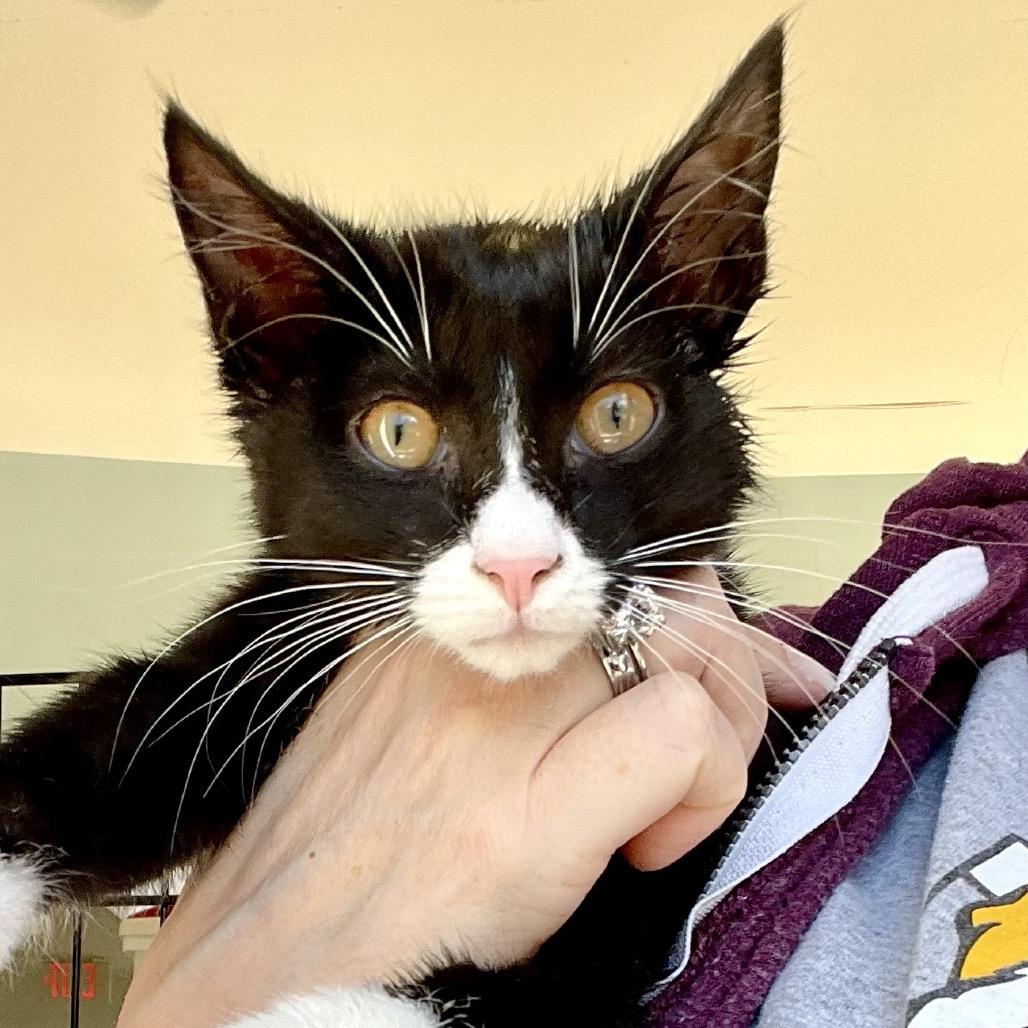 Tadah — thumbnail 3