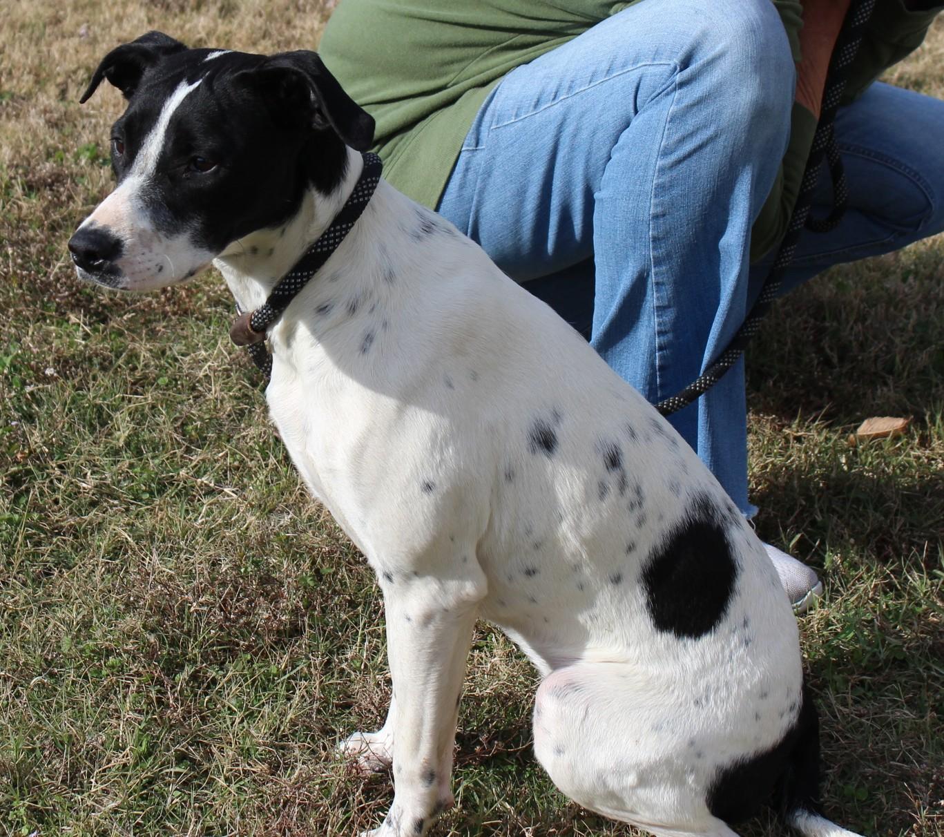 CATAHOULA MIXES, a Adoptable mixed breed in Claremore, OK image 2/3