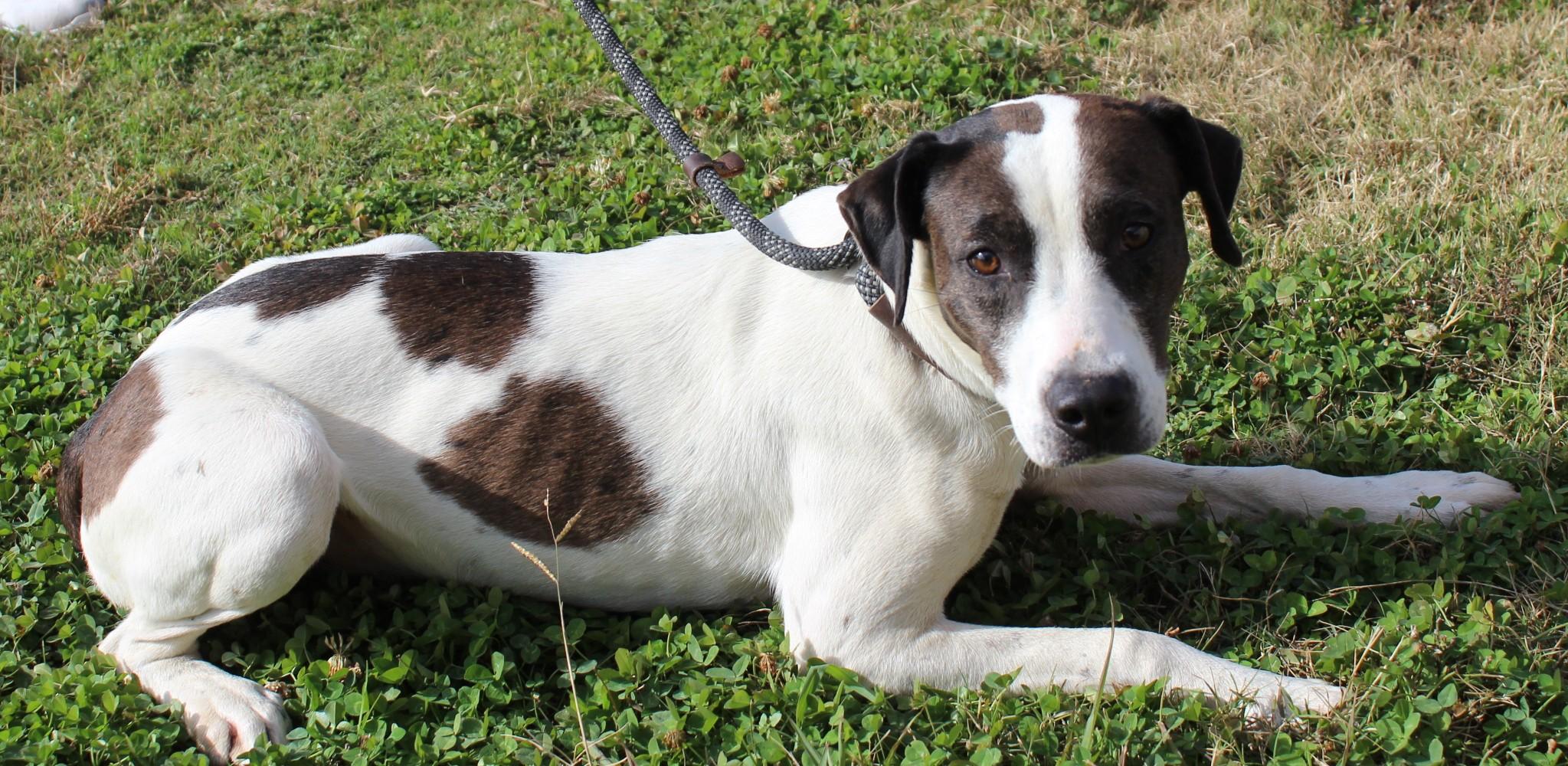 CATAHOULA MIXES, a Adoptable mixed breed in Claremore, OK image 3/3