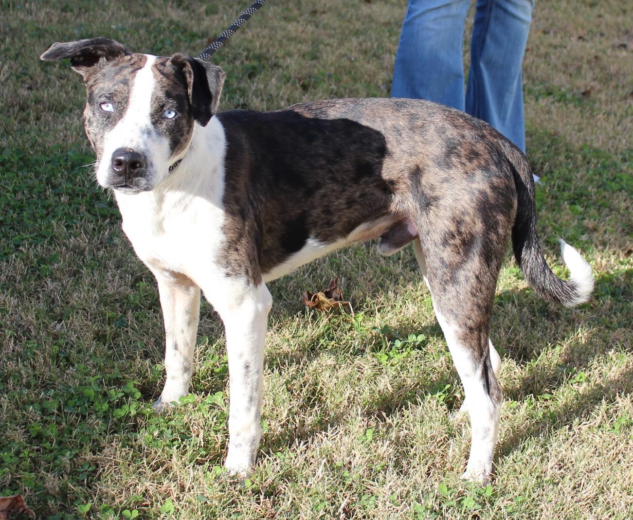 CATAHOULA MIXES, a Adoptable mixed breed in Claremore, OK image 1/3