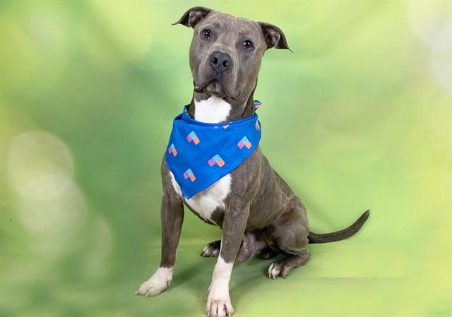 Enlarge FRODO, a Adoptable Pit Bull Terrier in Fort Lauderdale, FL image 1/1