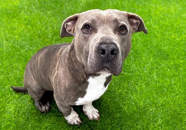 Enlarge FRODO, a Adoptable Pit Bull Terrier in Fort Lauderdale, FL image 1/1