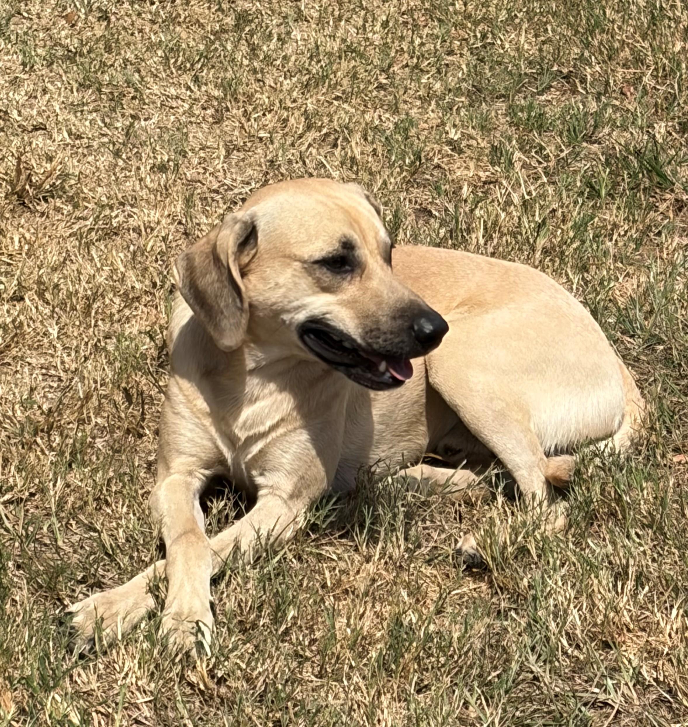 Enlarge MaRoo-Needs a sidekick, a Adoptable mixed breed in Portage, MI image 6/6