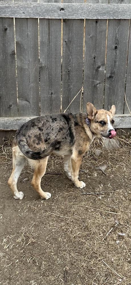 Enlarge Rose, a Adoptable mixed breed in Lafayette, CO image 1/6
