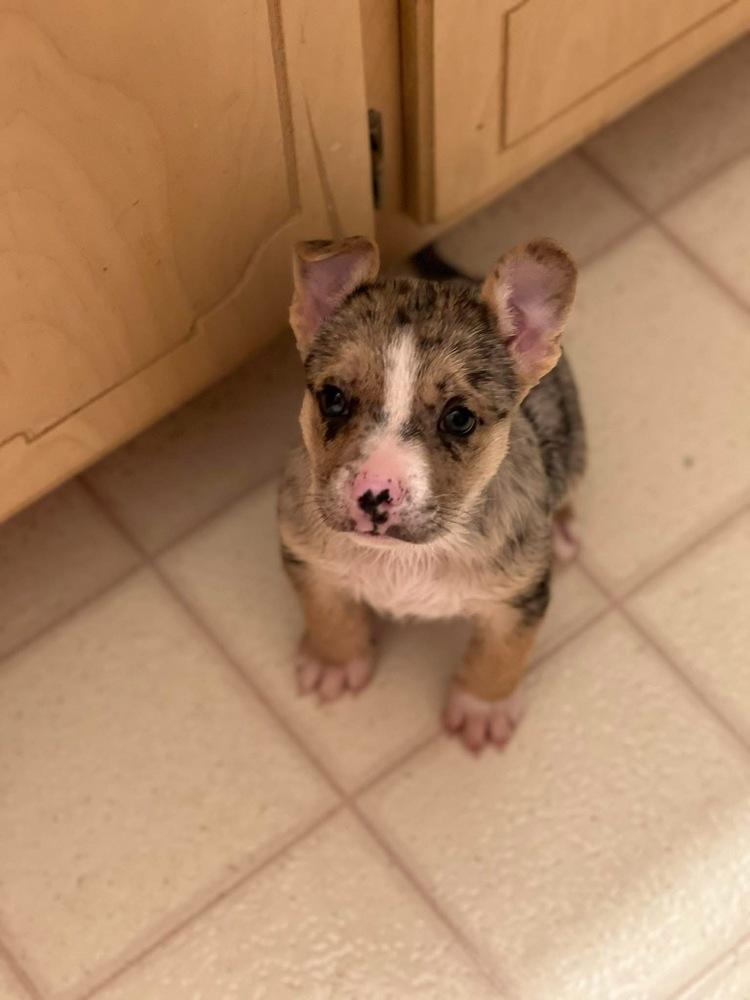 Enlarge Rose, a Adoptable mixed breed in Lafayette, CO image 3/6