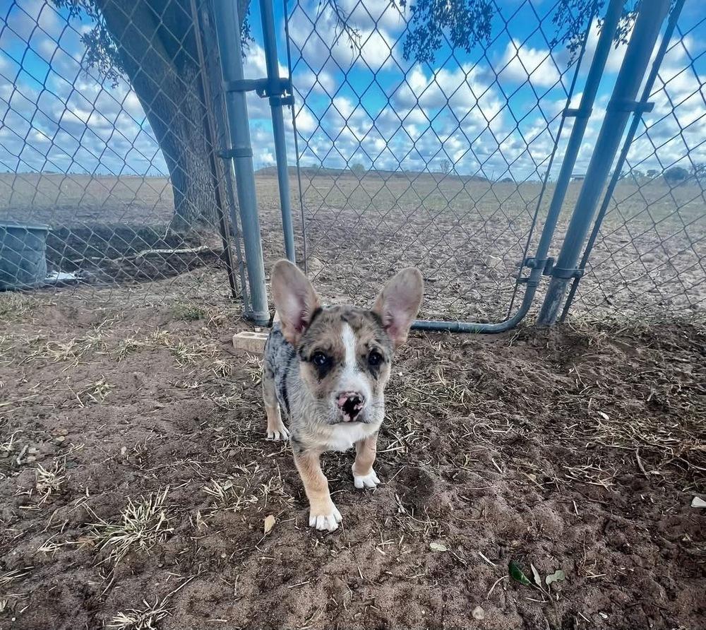 Enlarge Rose, a Adoptable mixed breed in Lafayette, CO image 4/6