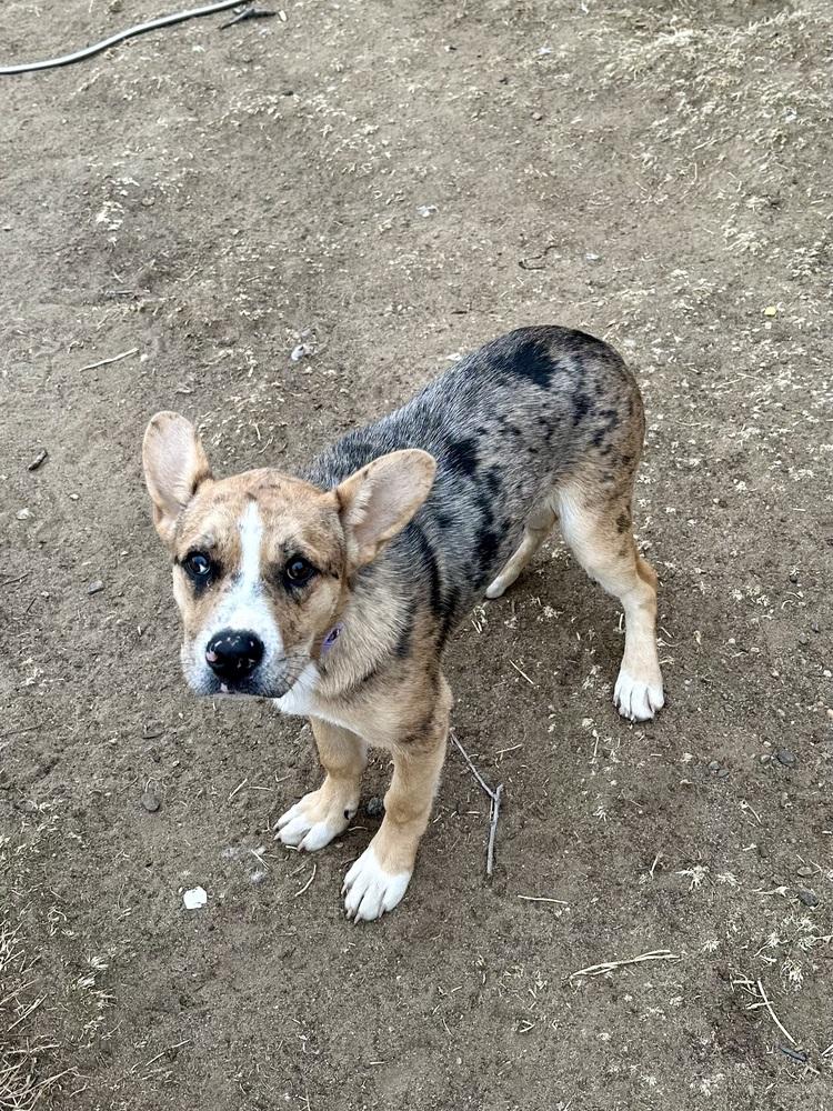 Enlarge Rose, a Adoptable mixed breed in Lafayette, CO image 5/6