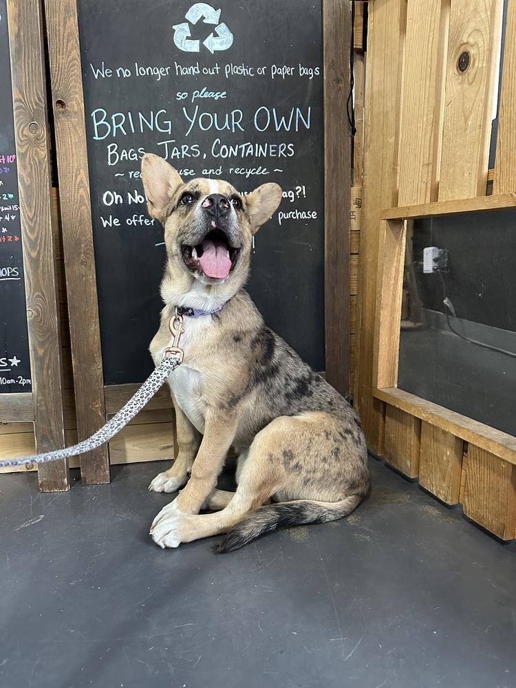 Enlarge Rose, a Adoptable mixed breed in Lafayette, CO image 6/6